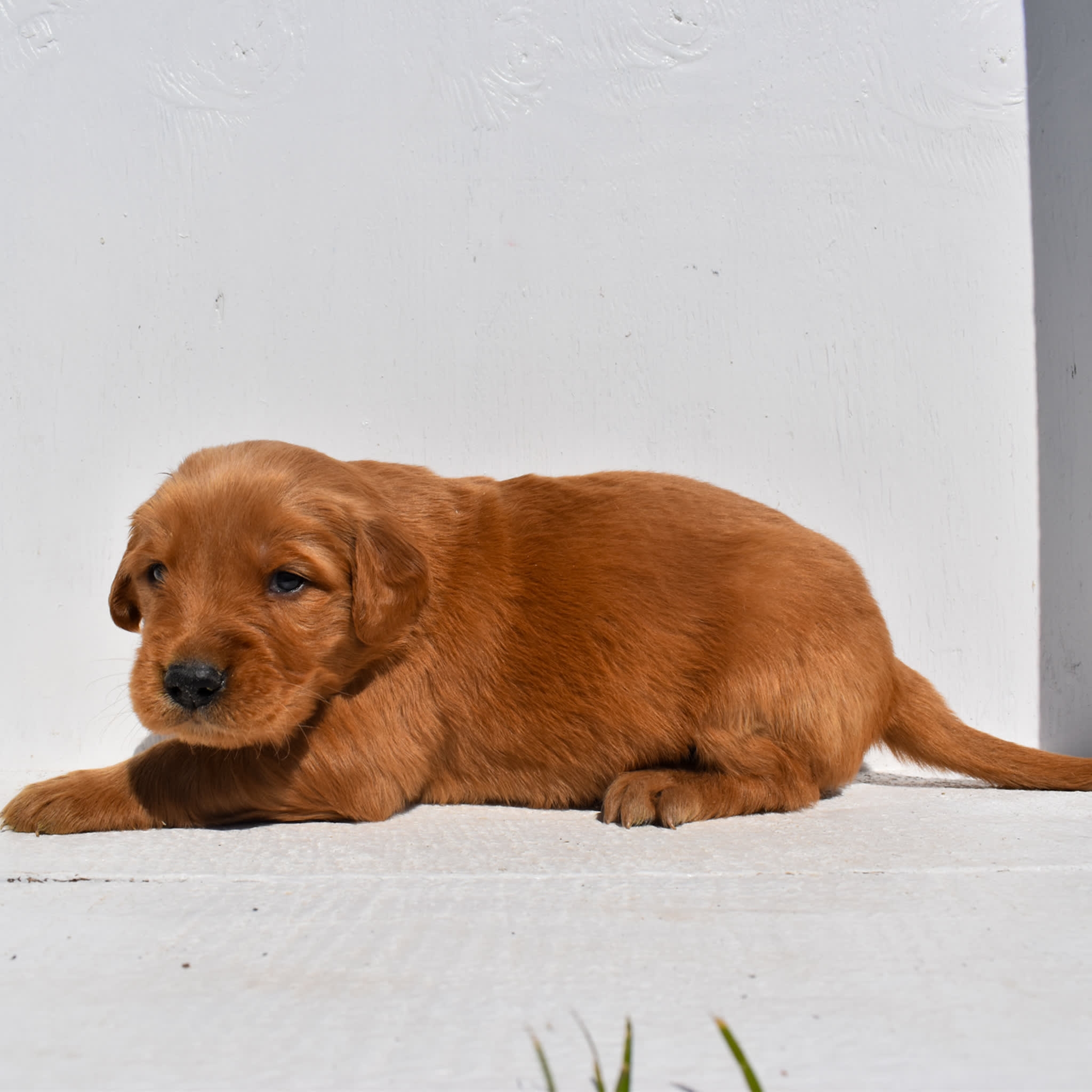 puppy