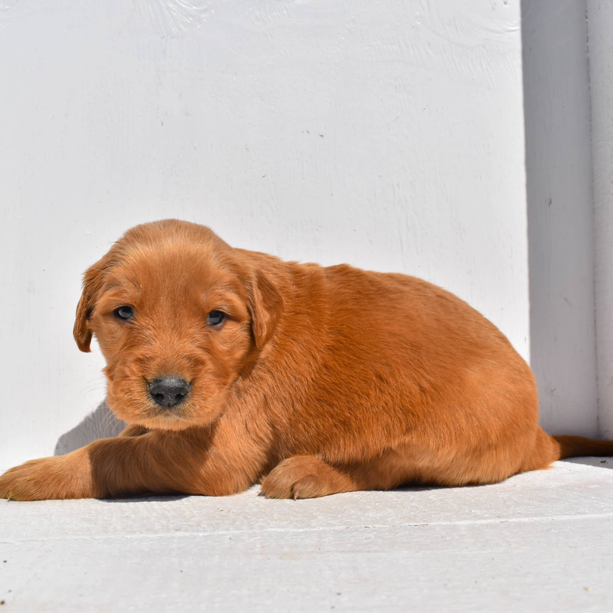 puppy