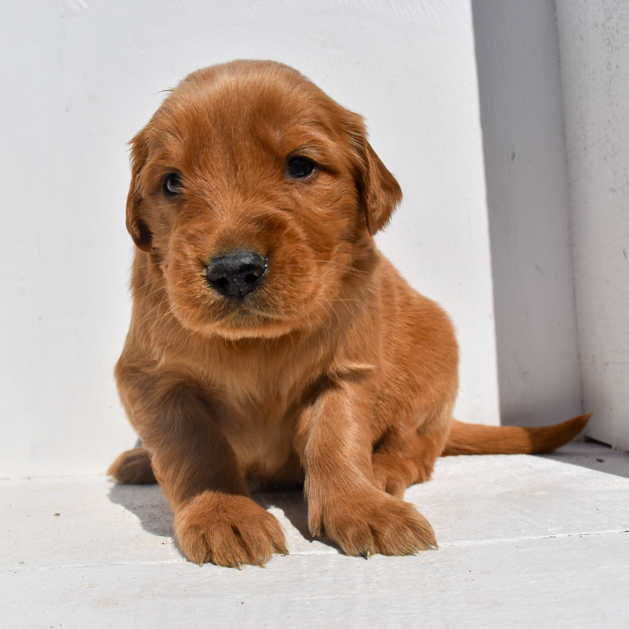 puppy
