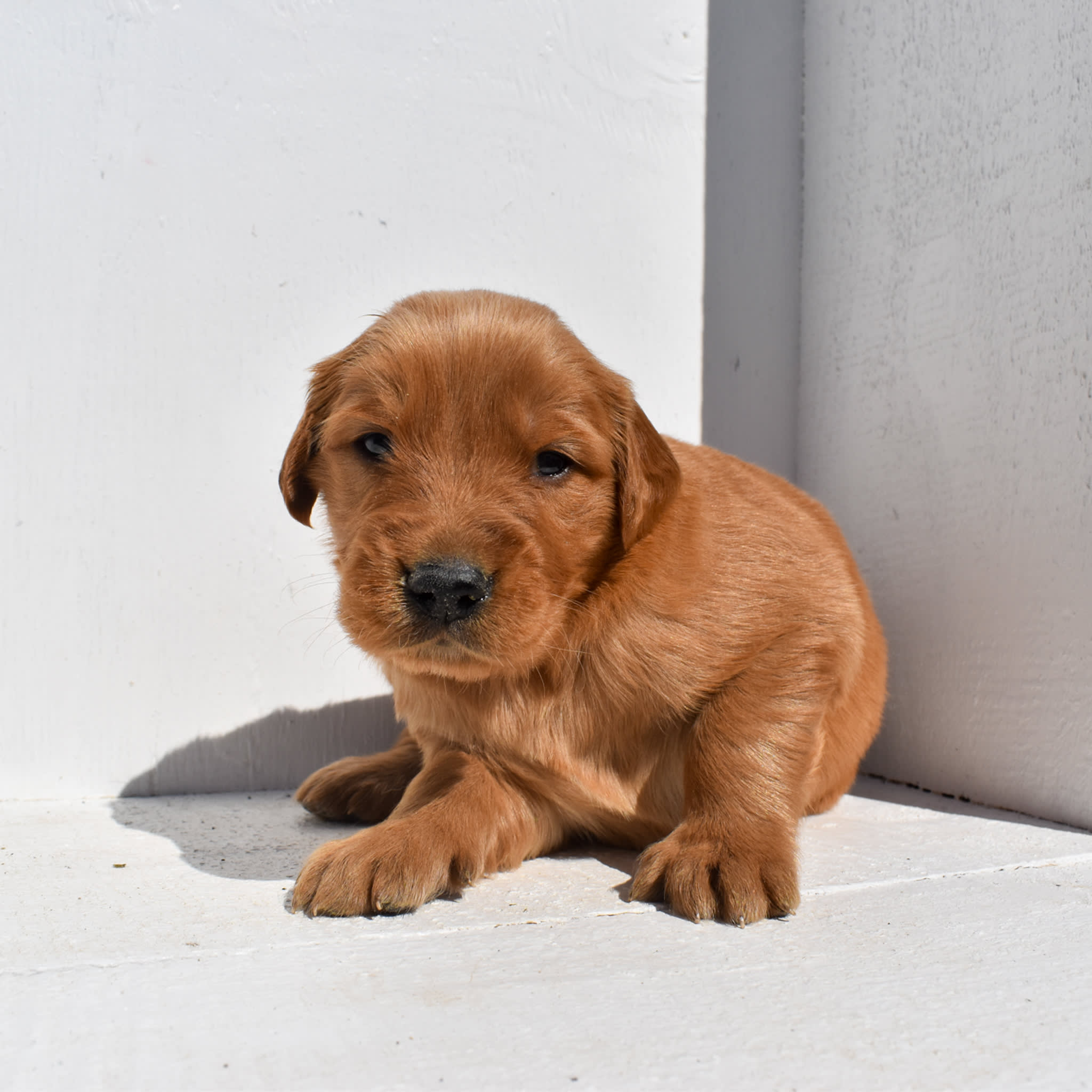 puppy