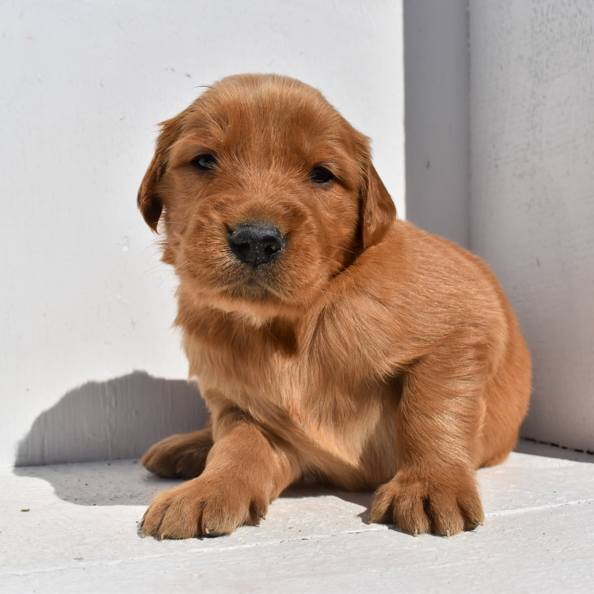 puppy