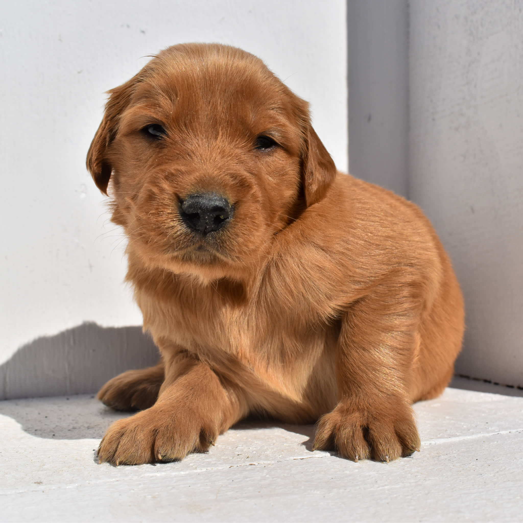 puppy