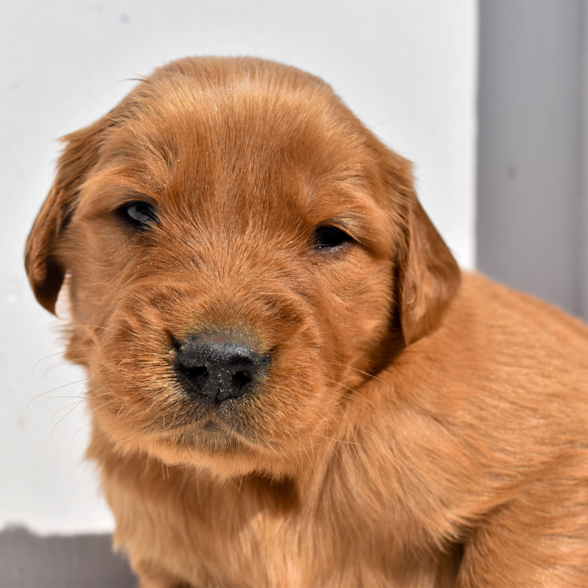 puppy