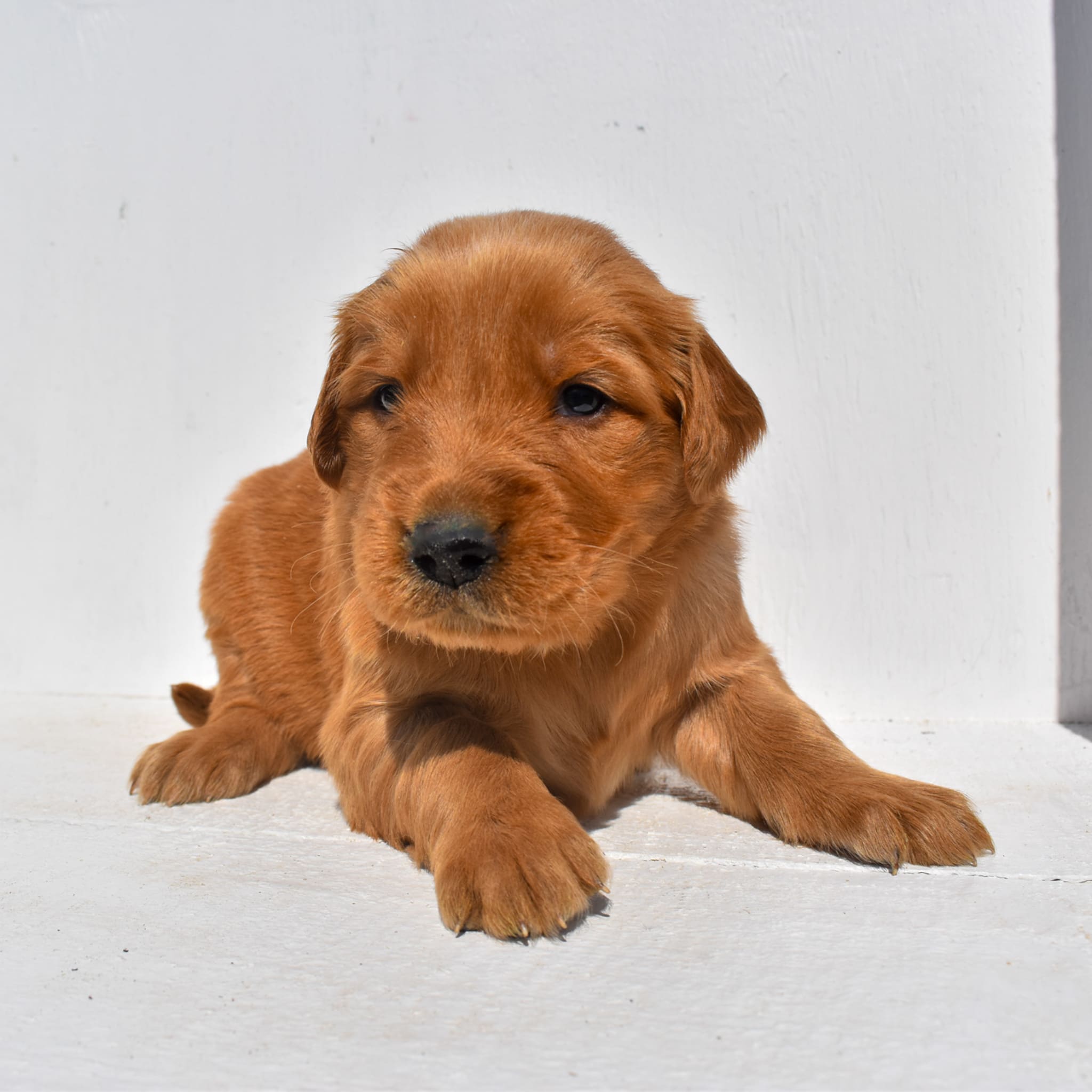 puppy