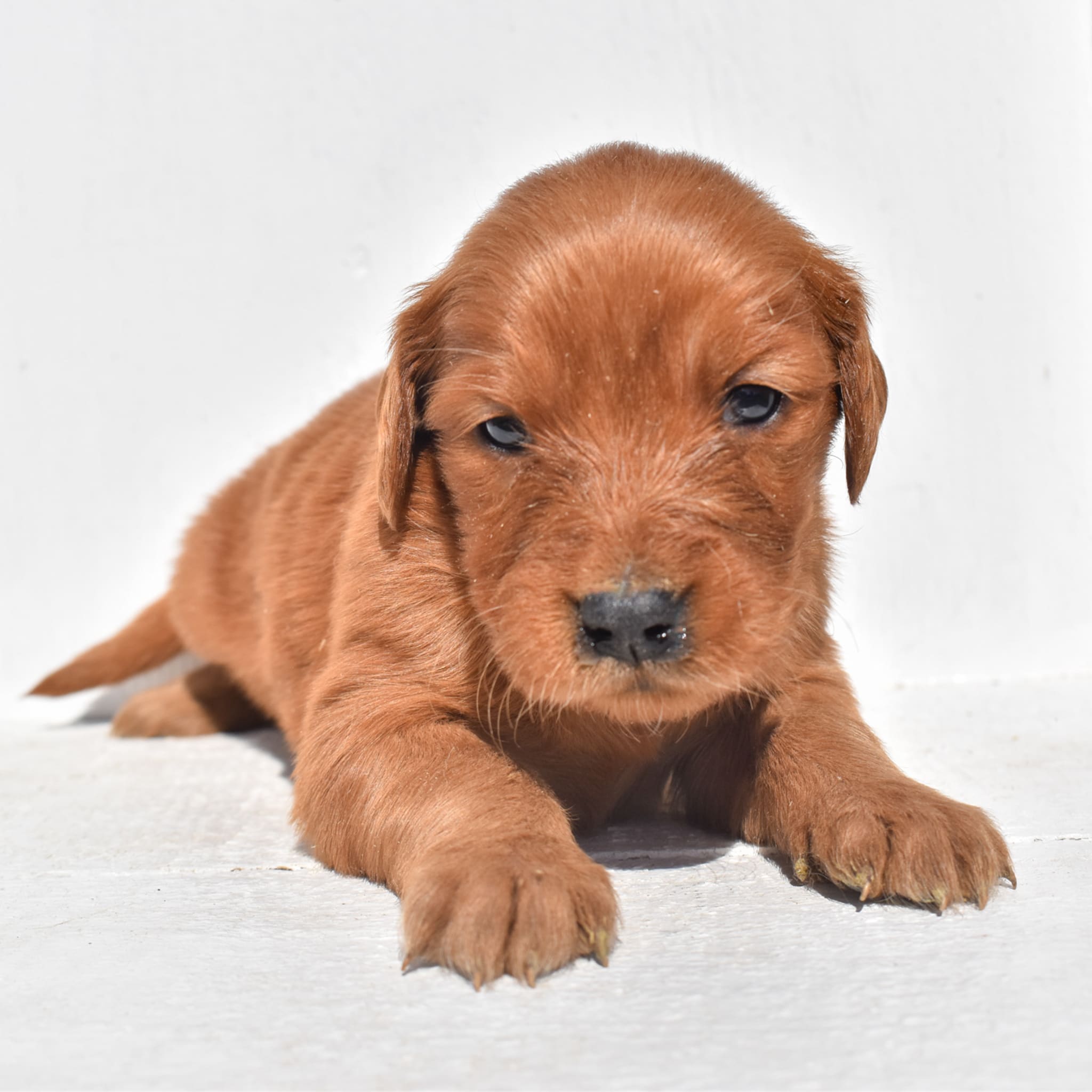 puppy
