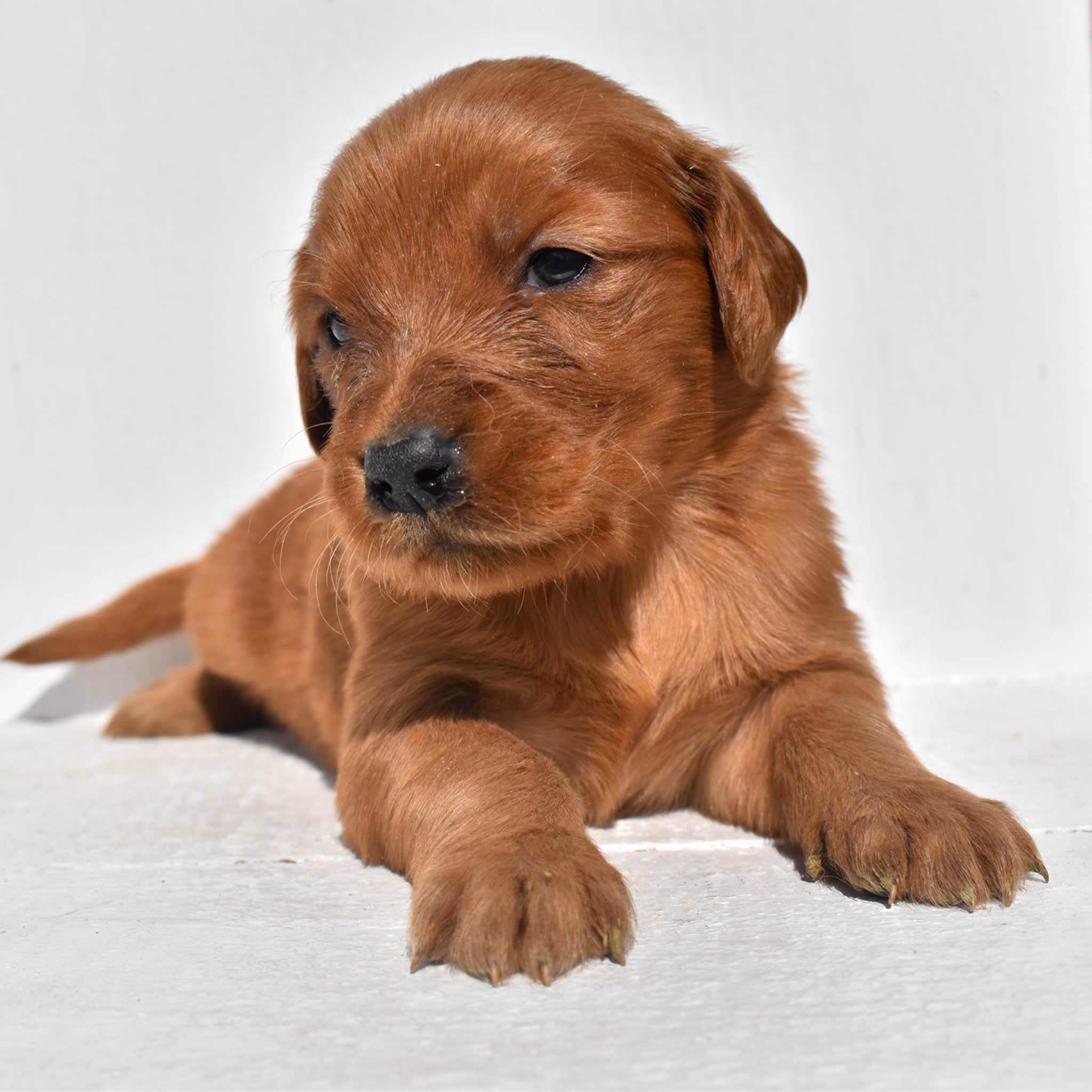 puppy