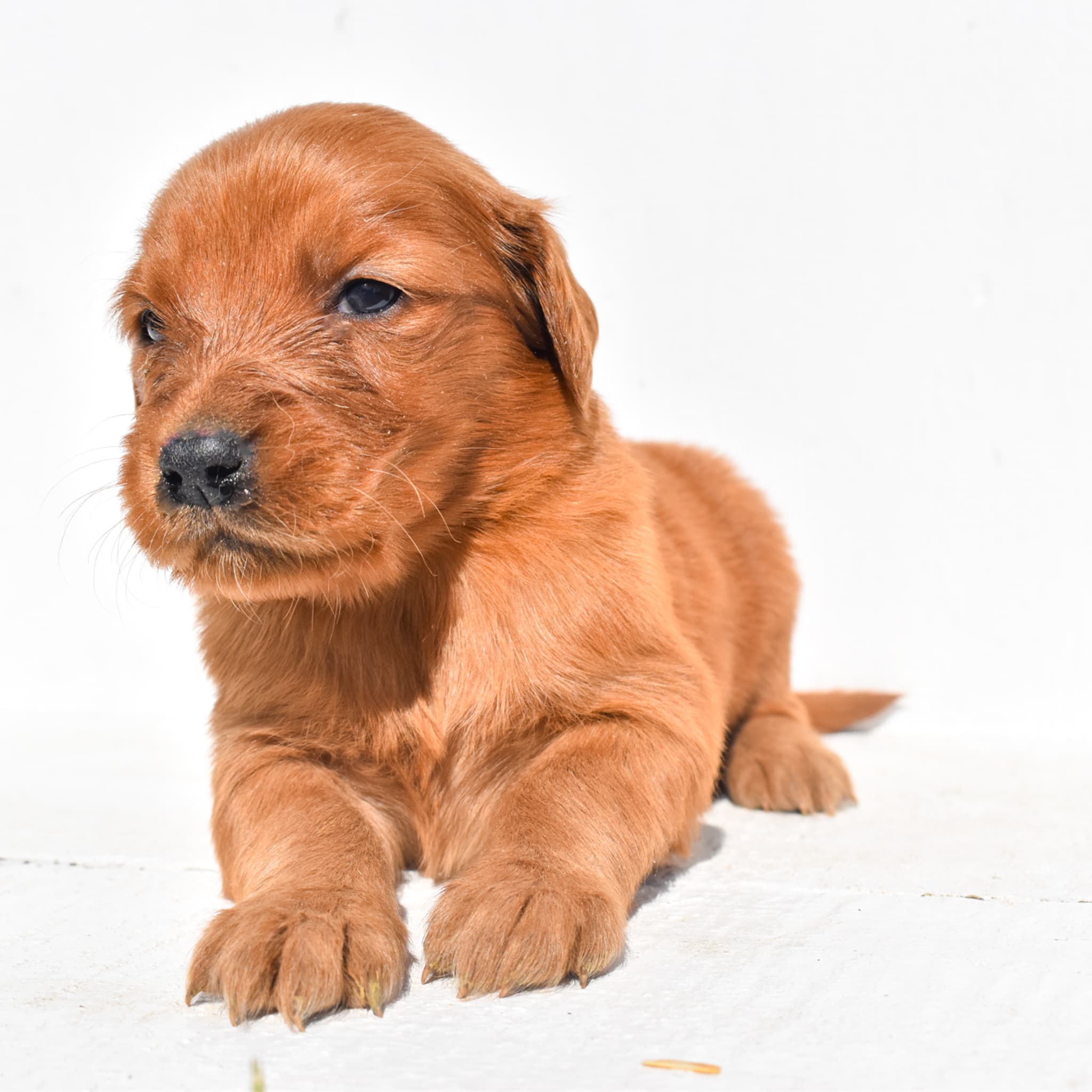 puppy