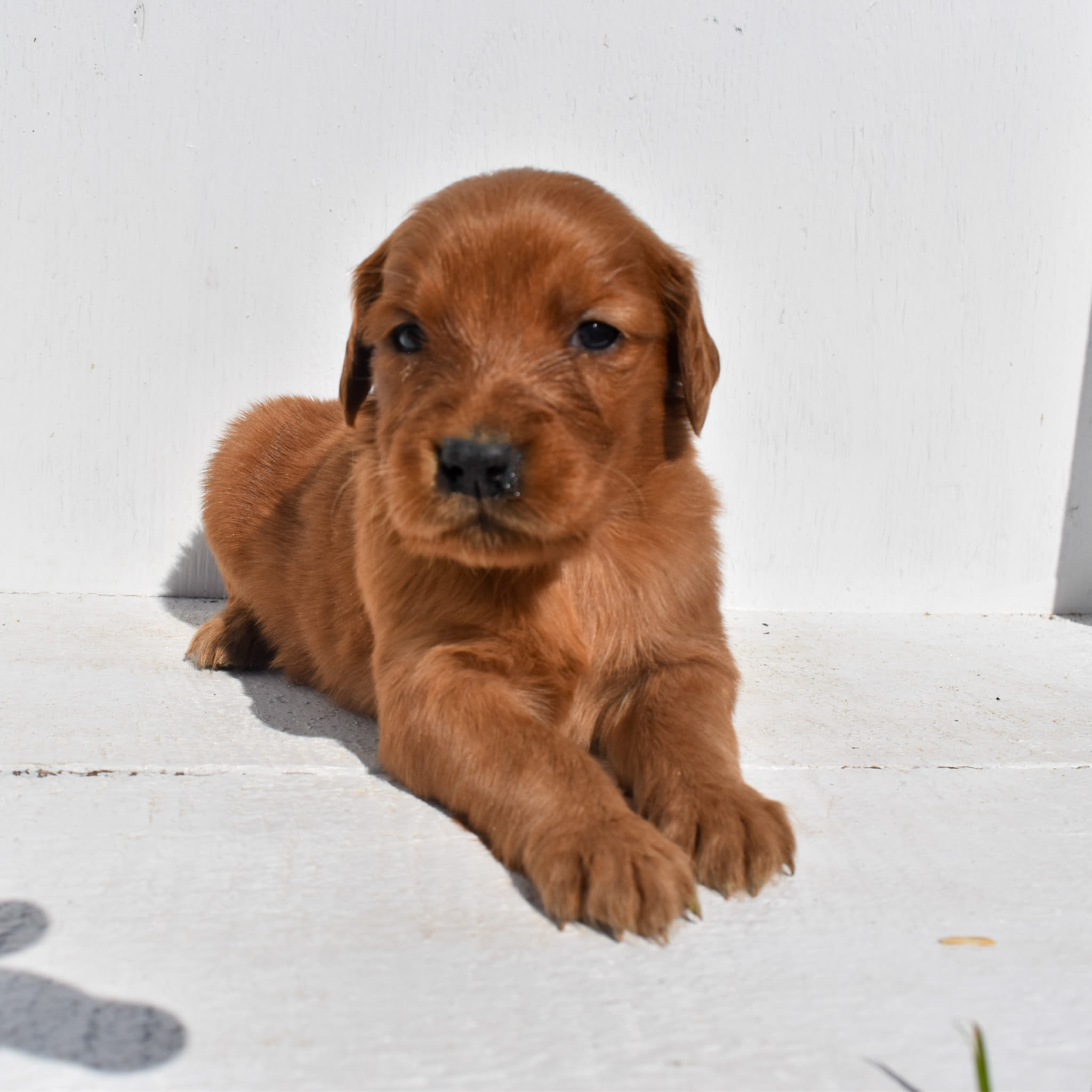 puppy