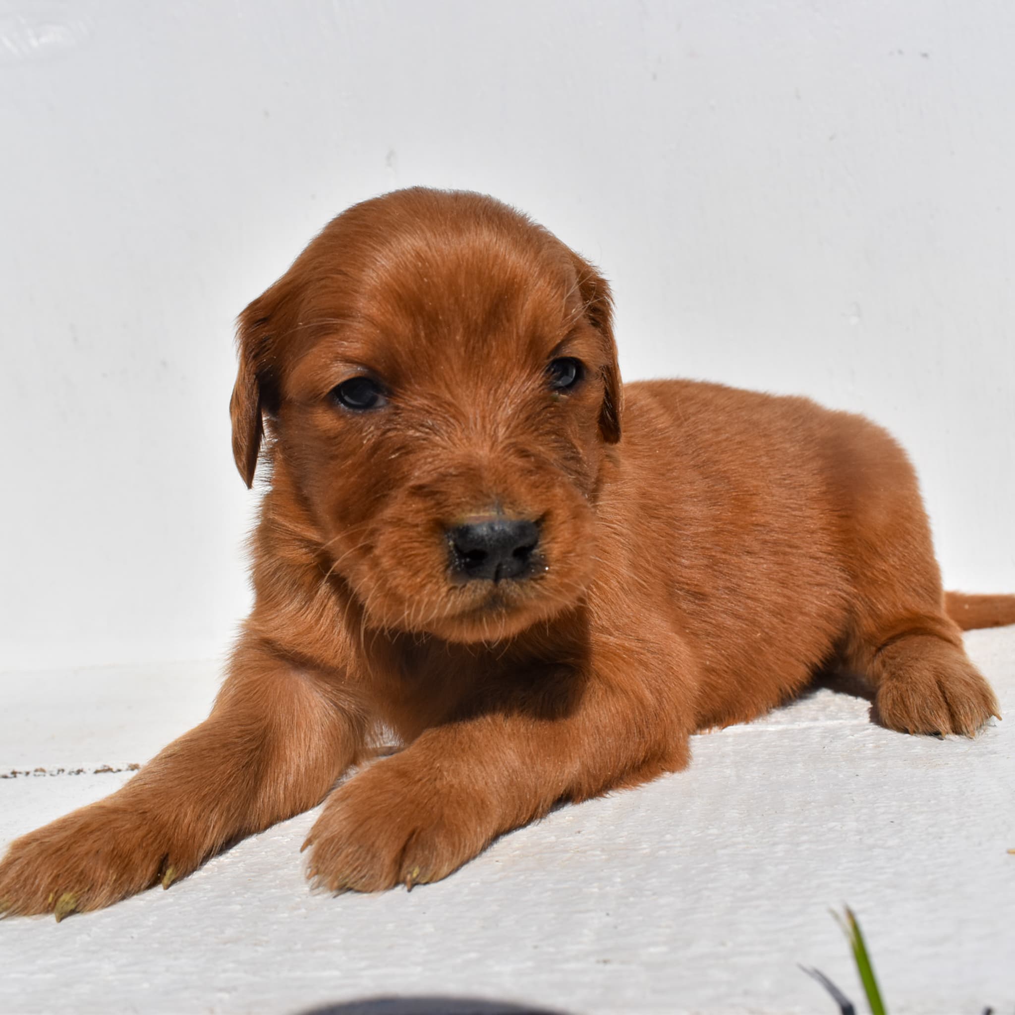 puppy