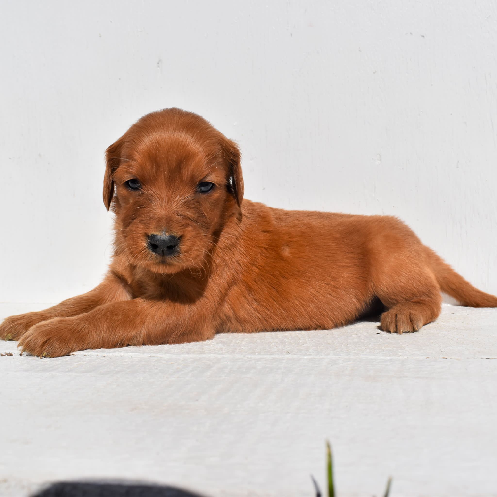 puppy