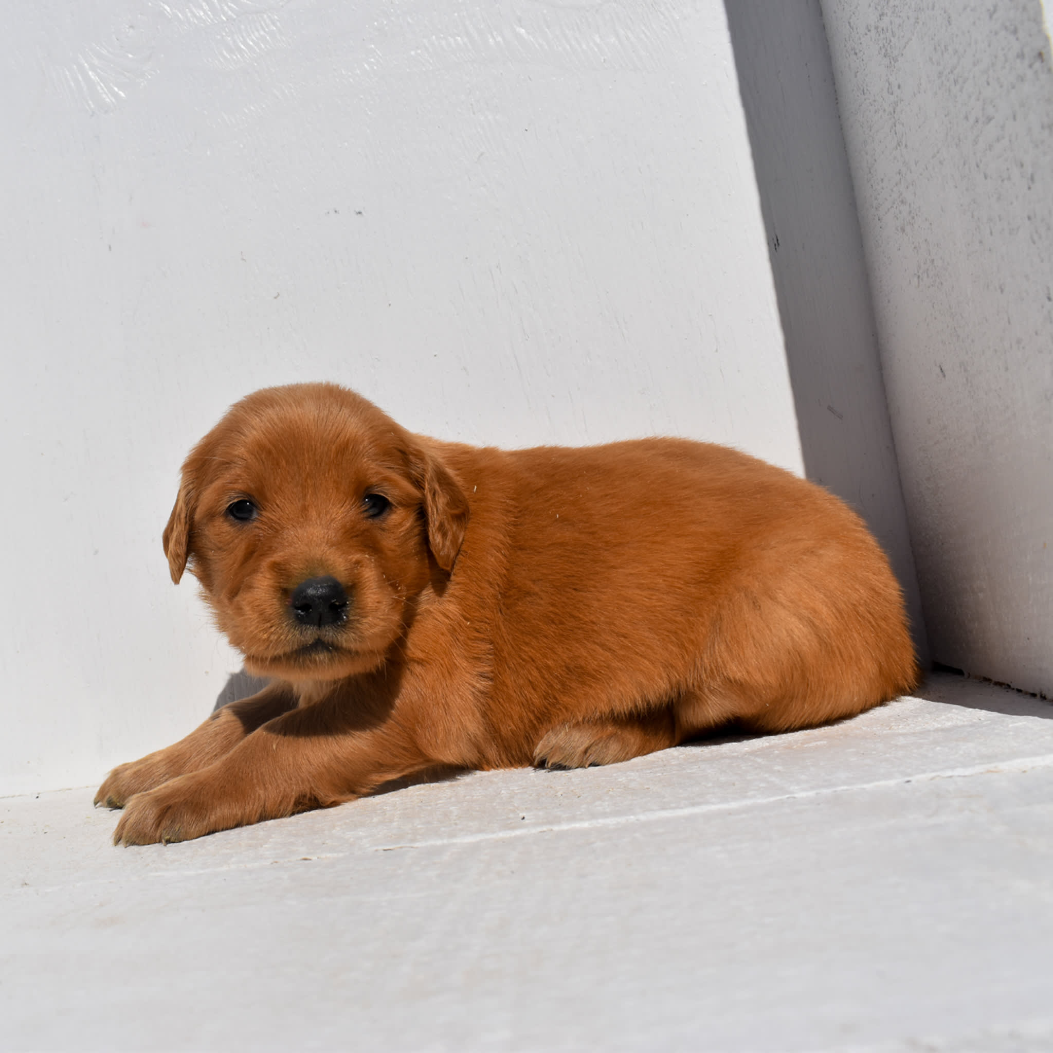 puppy