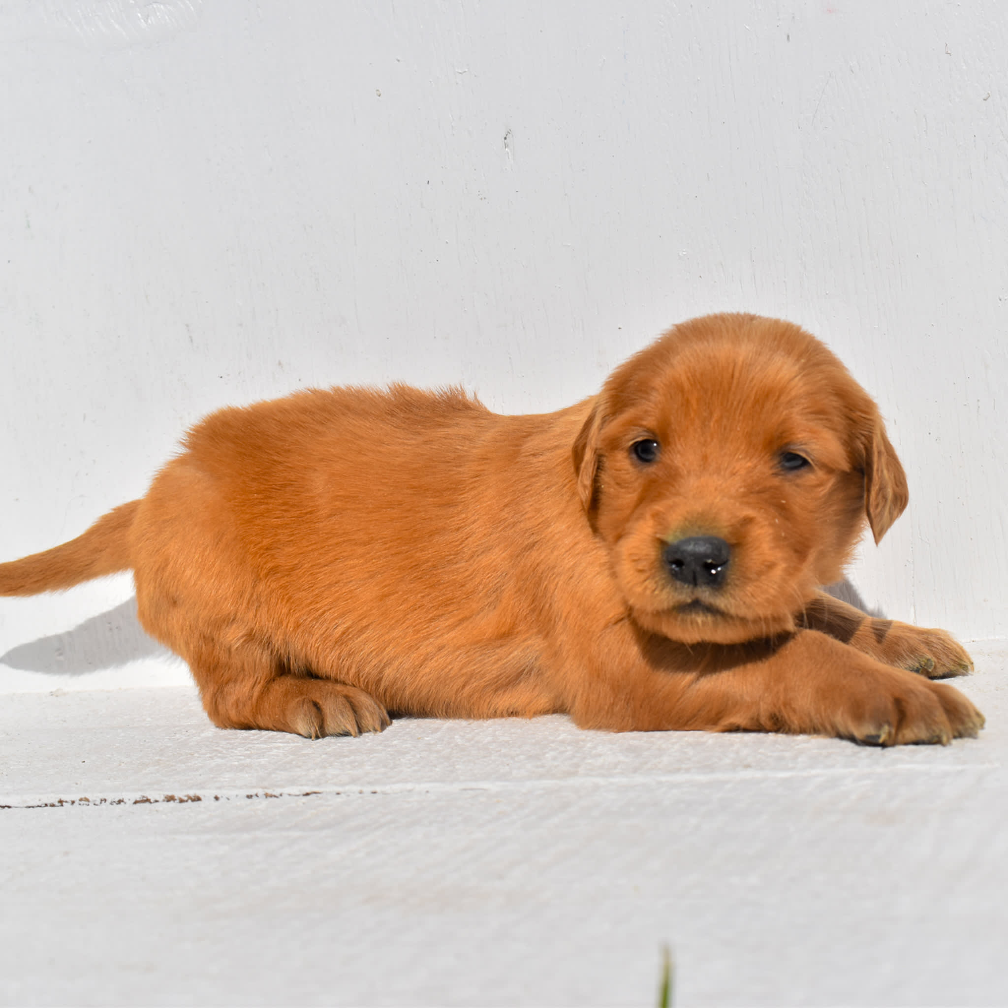 puppy