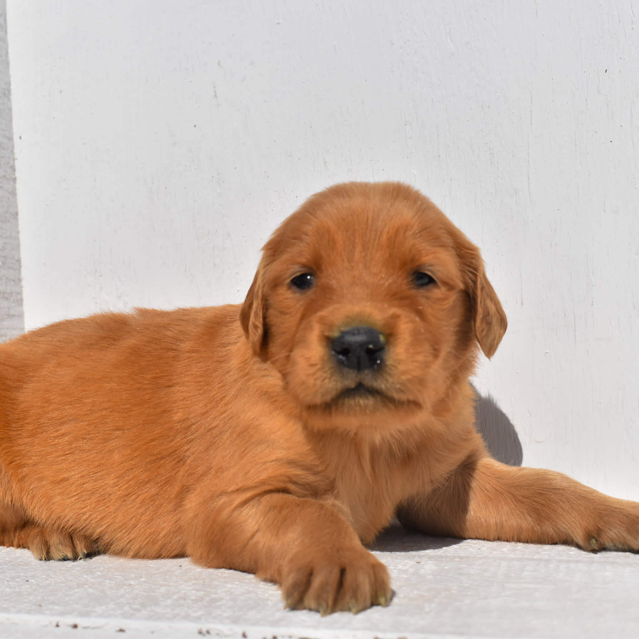 puppy