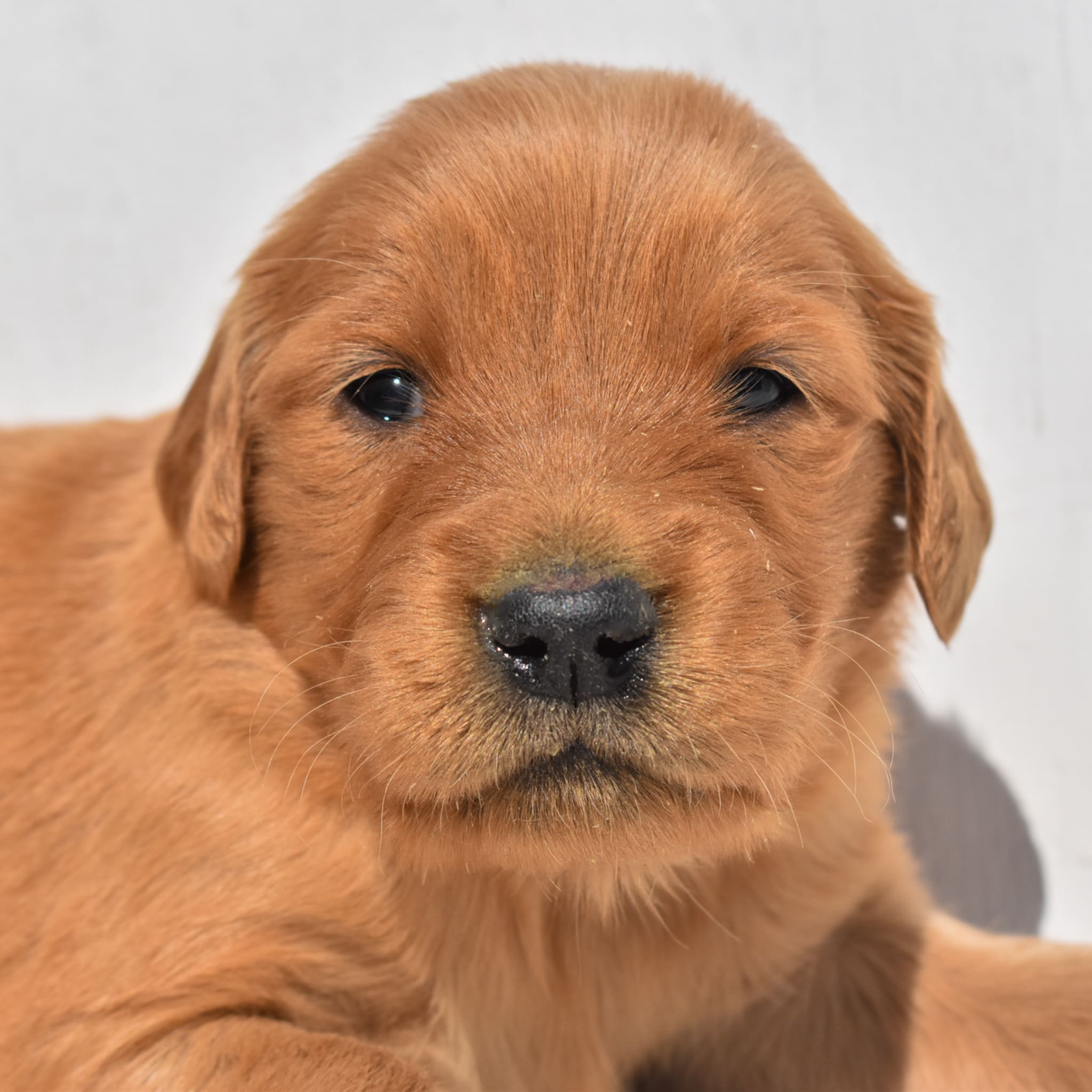 puppy