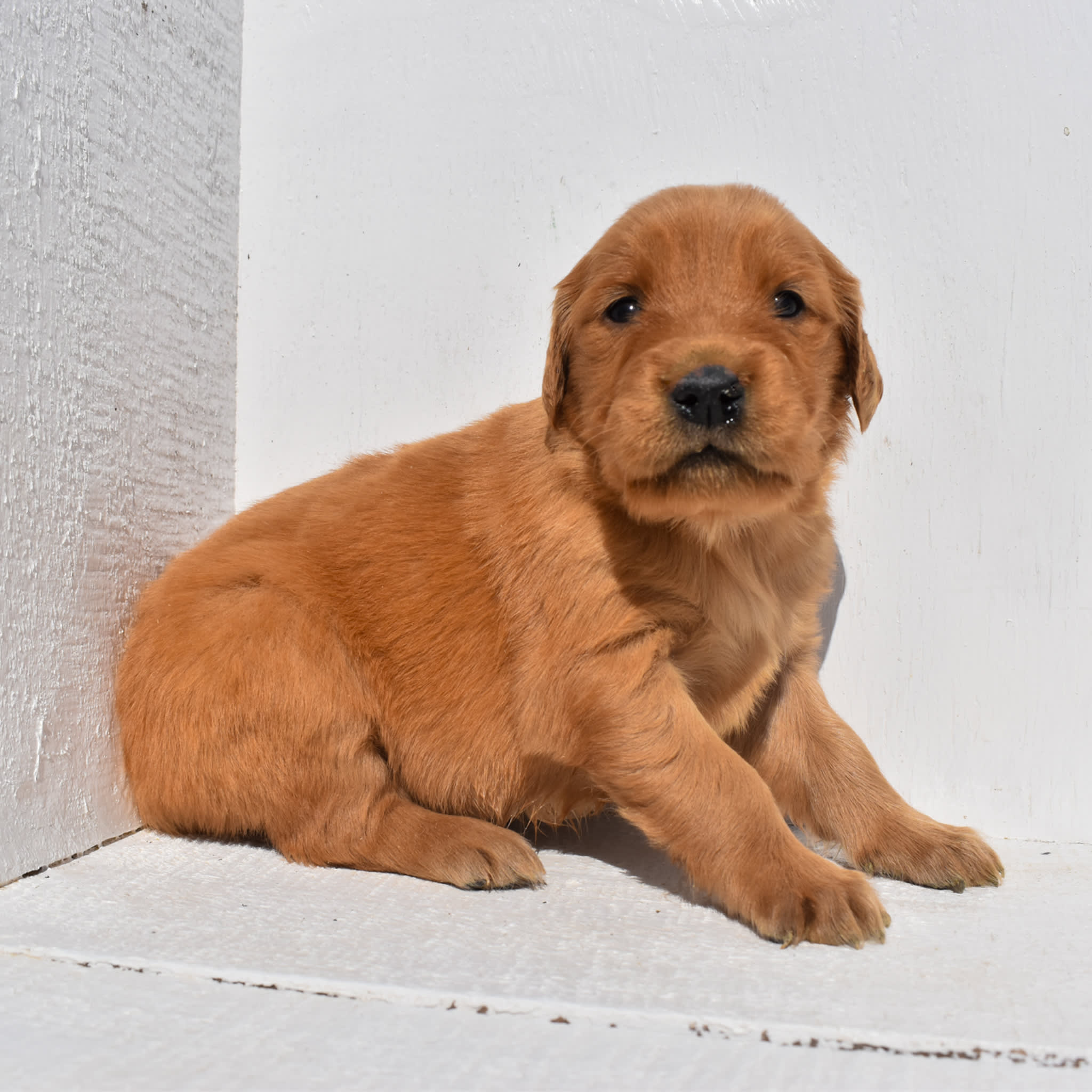puppy
