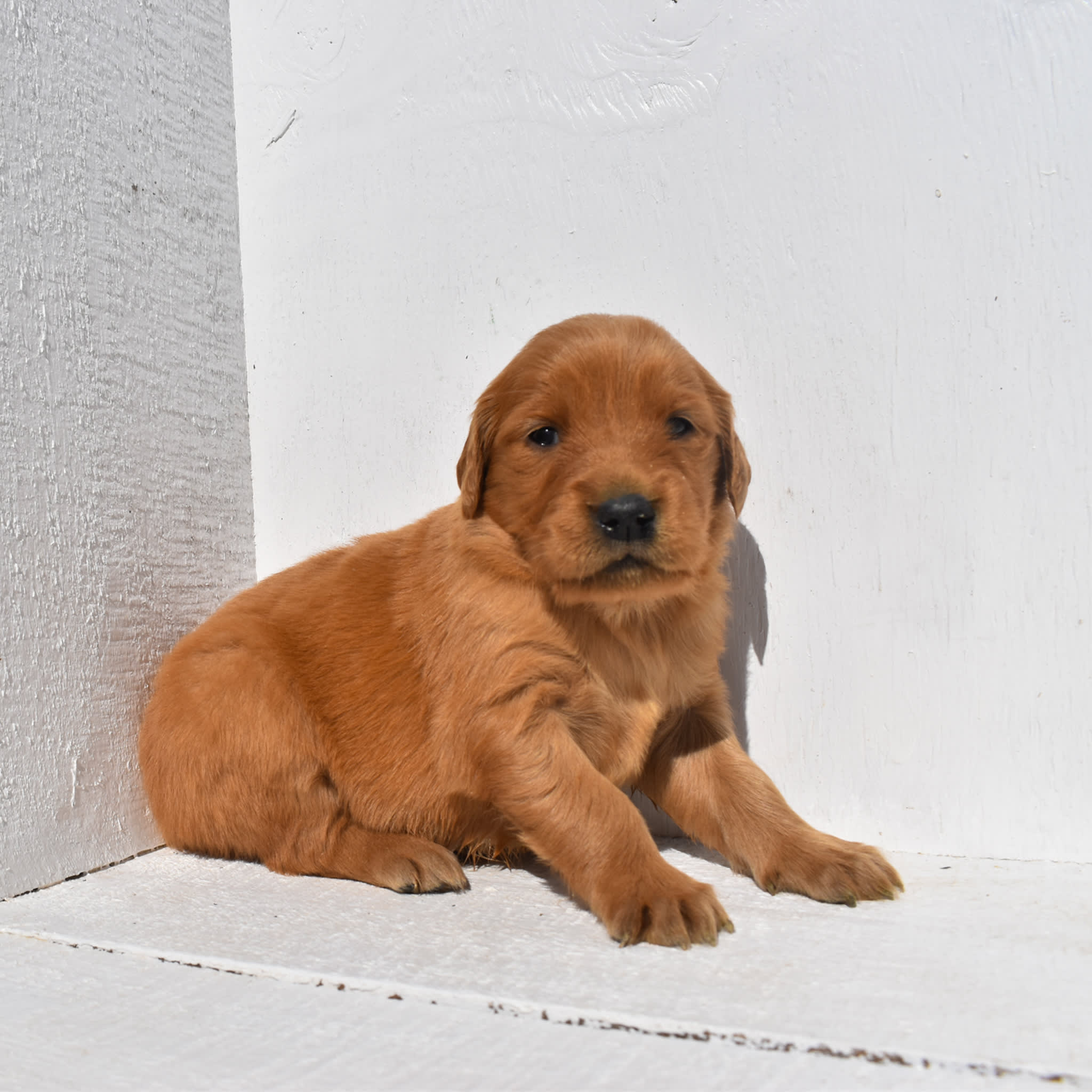 puppy