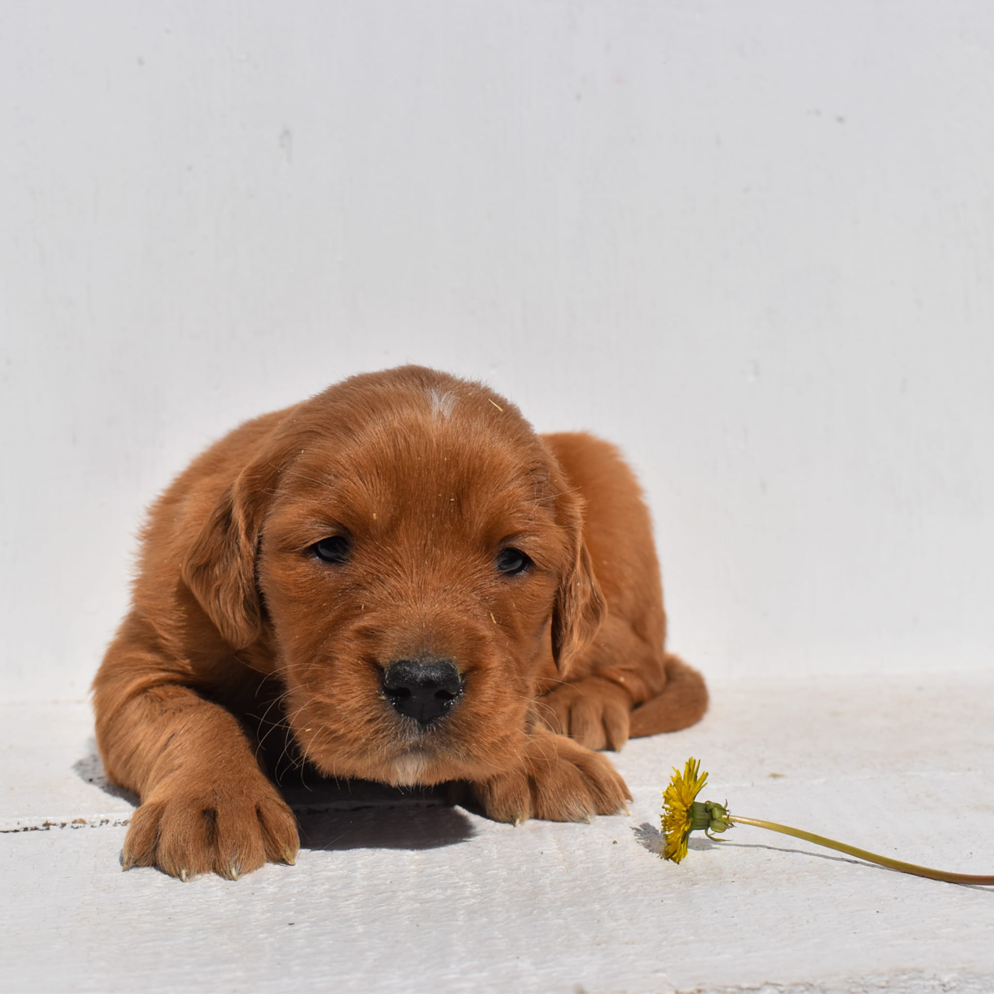 puppy
