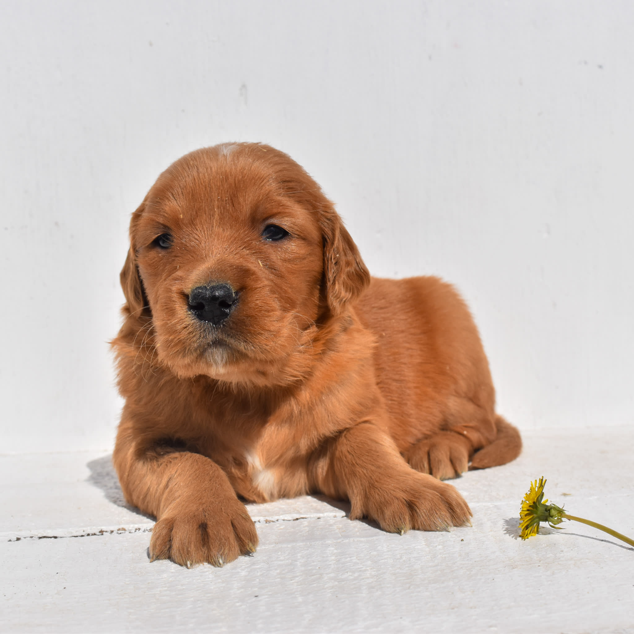 puppy