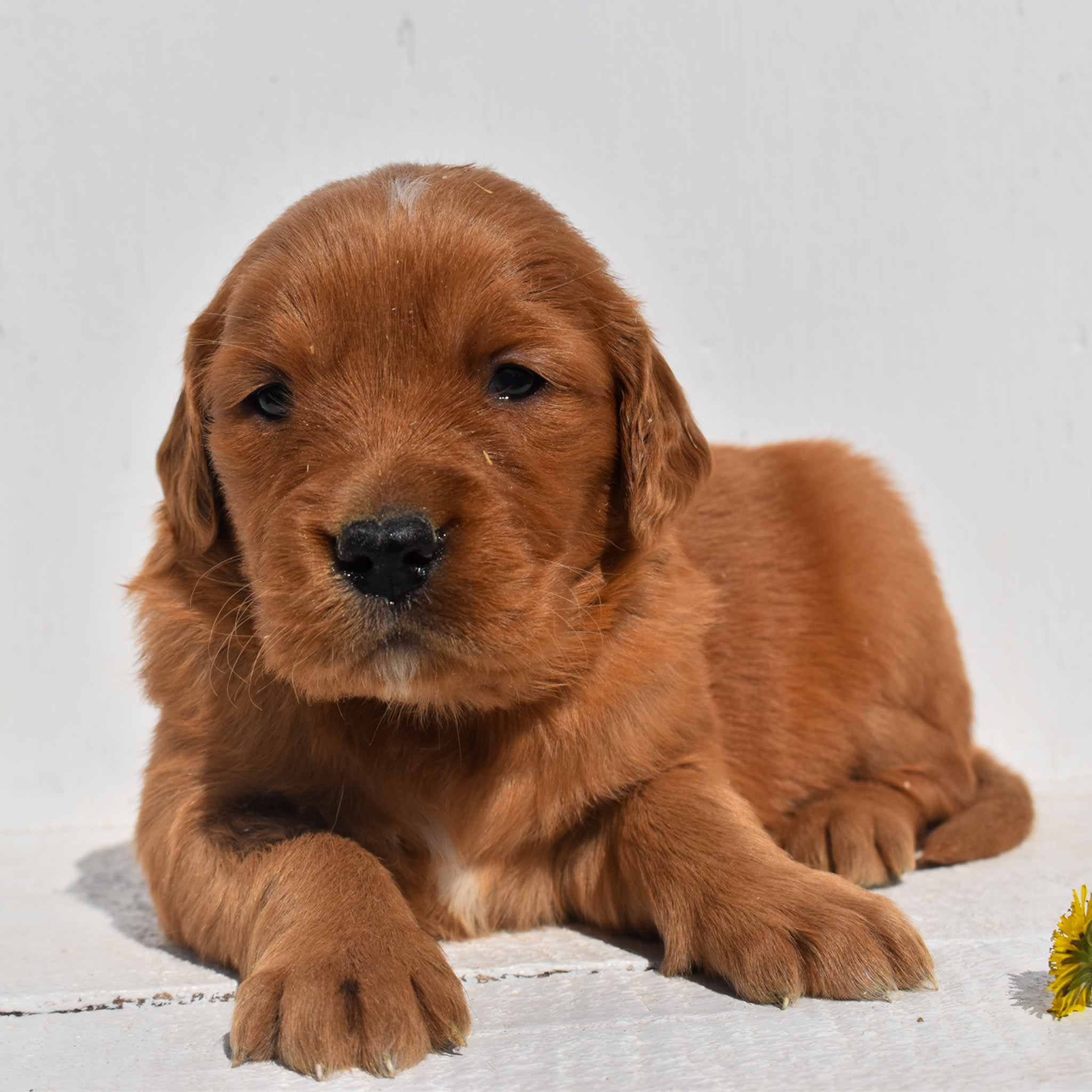 puppy