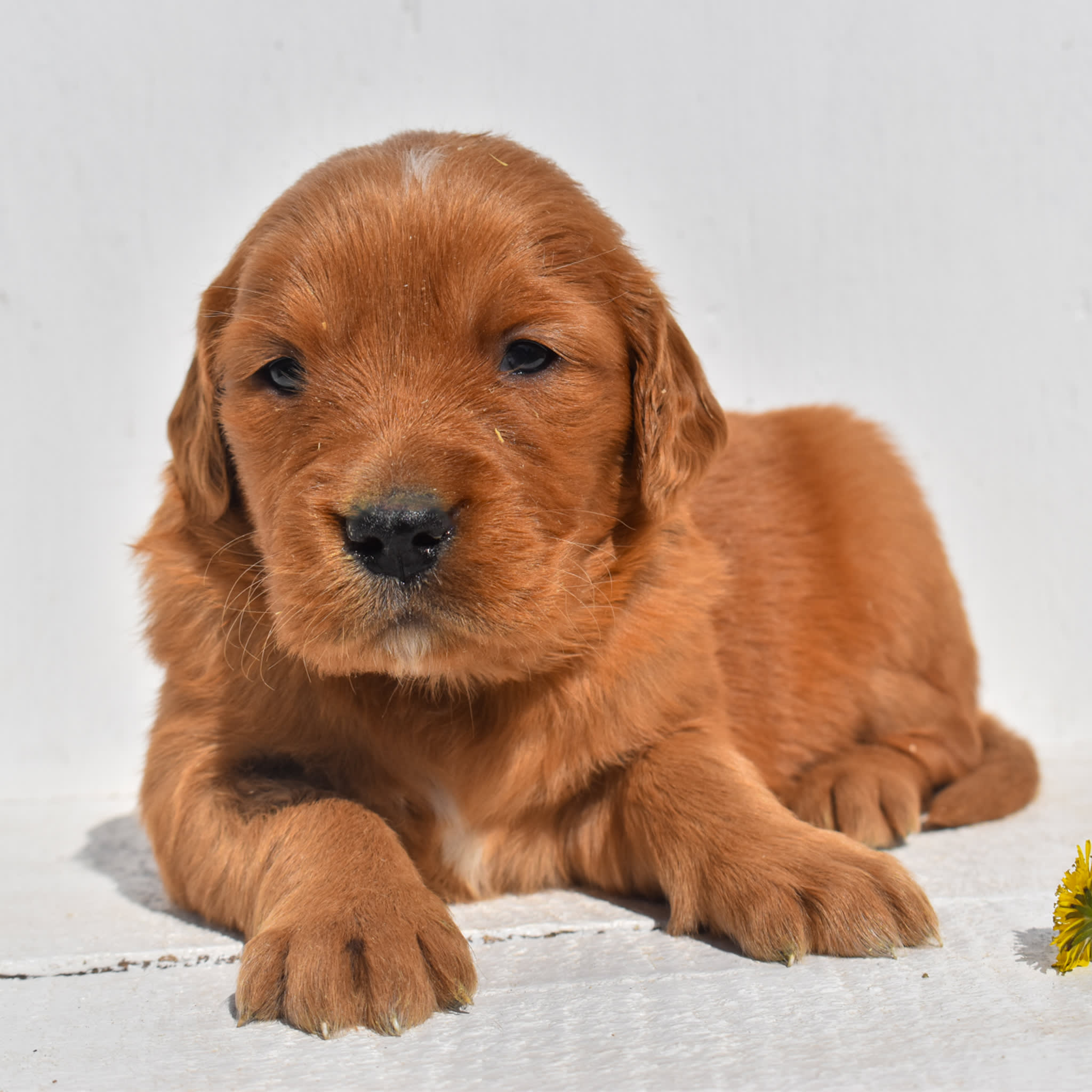 puppy