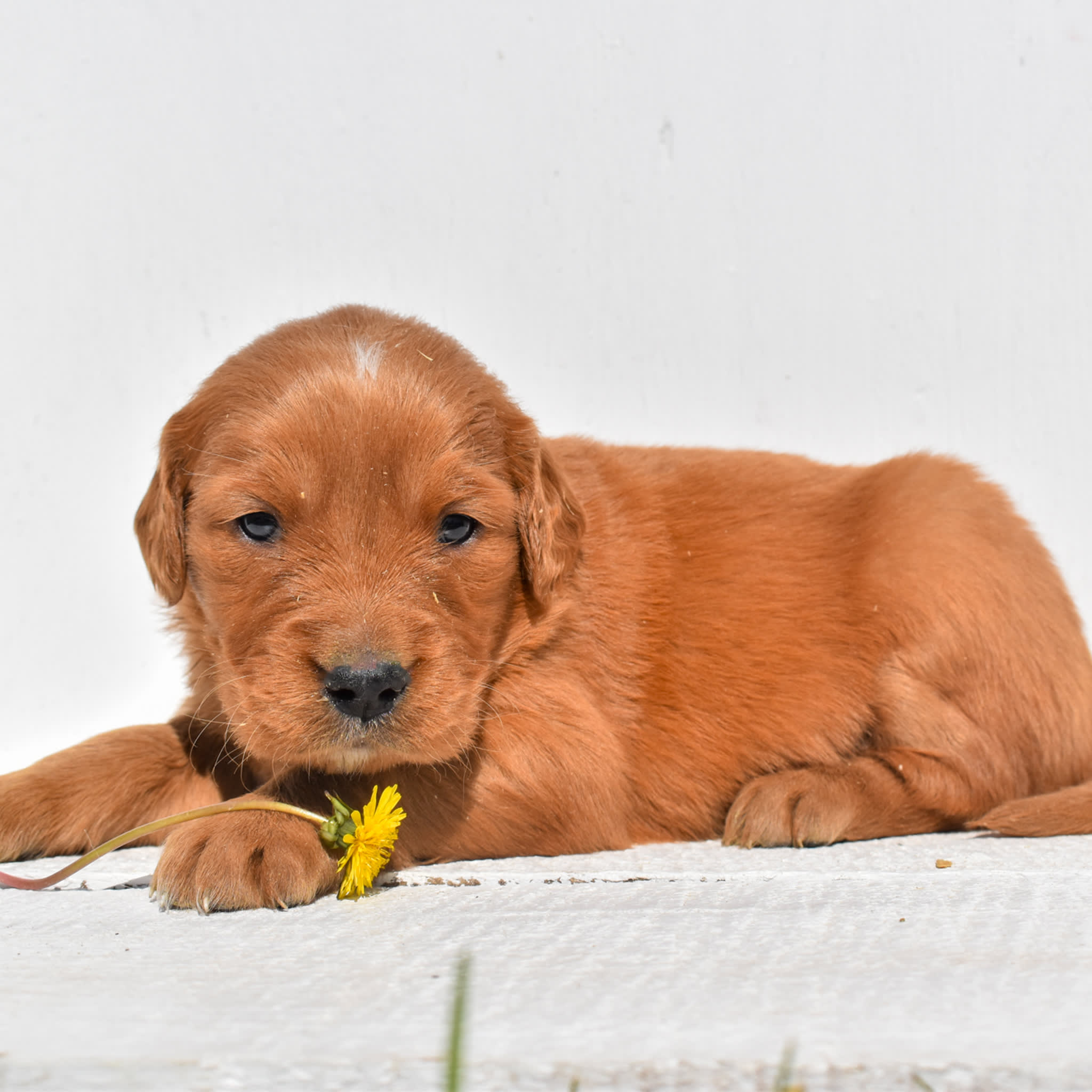 puppy