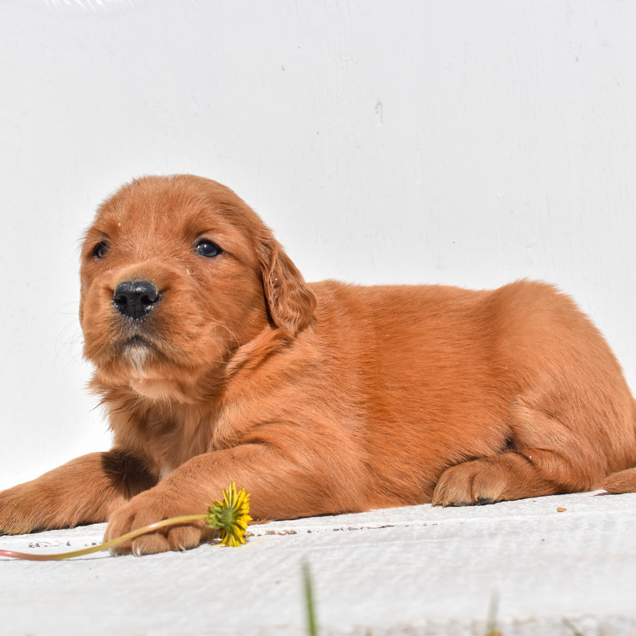 puppy