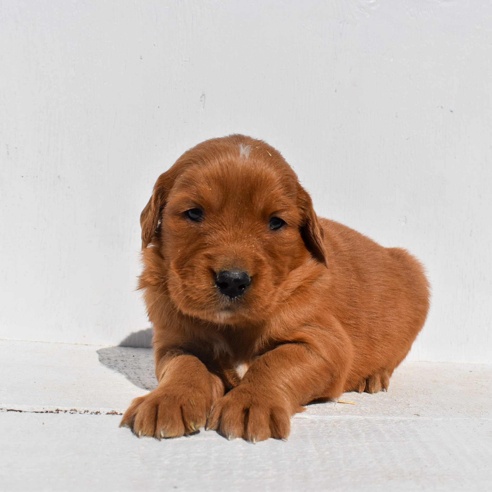 puppy