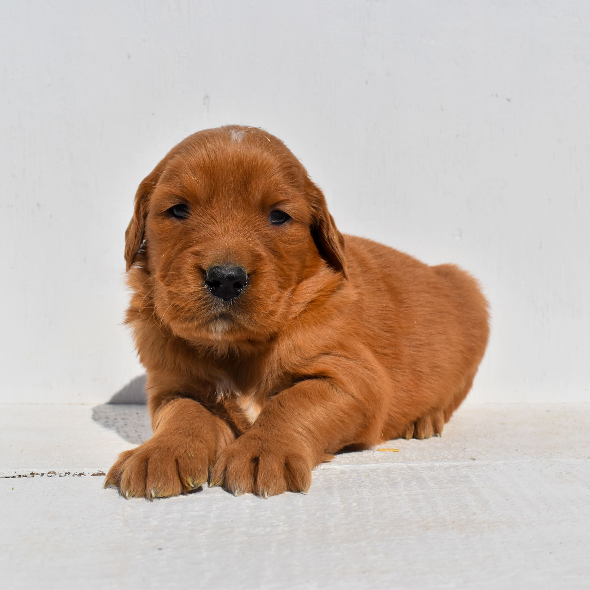 puppy