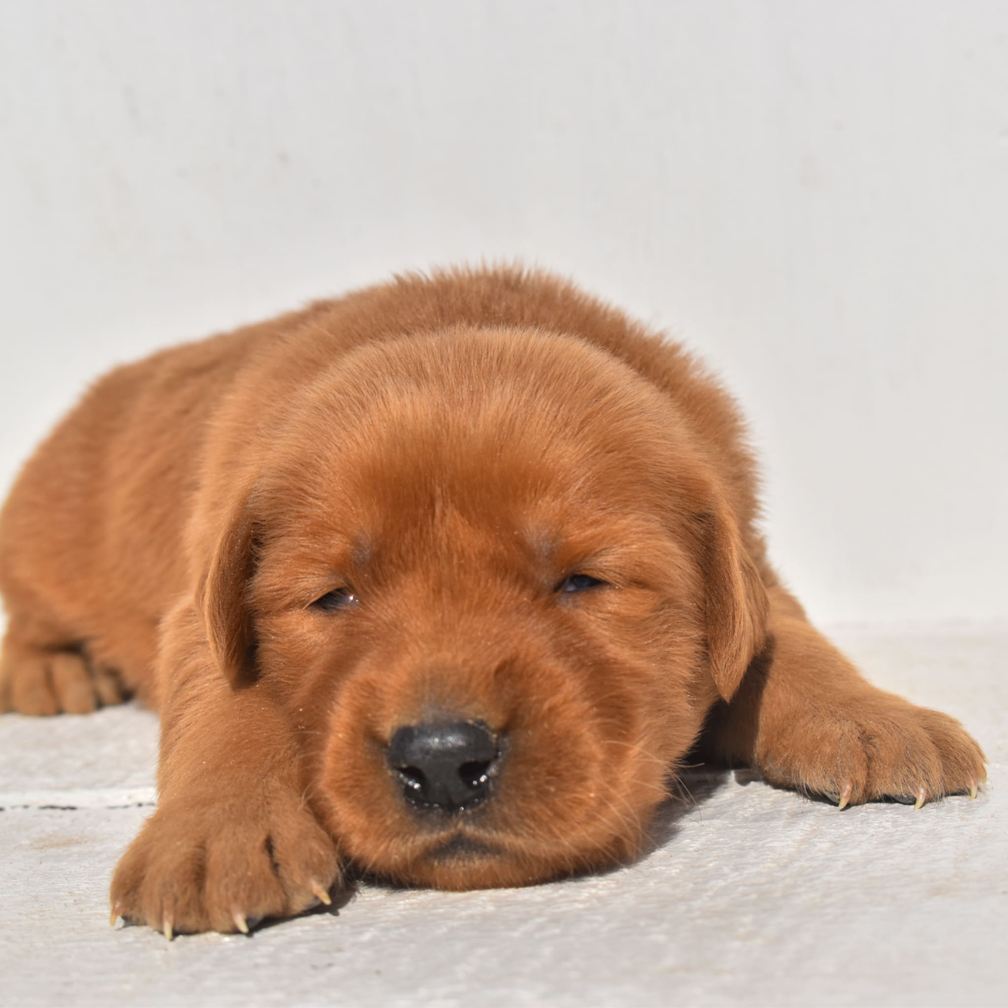 puppy