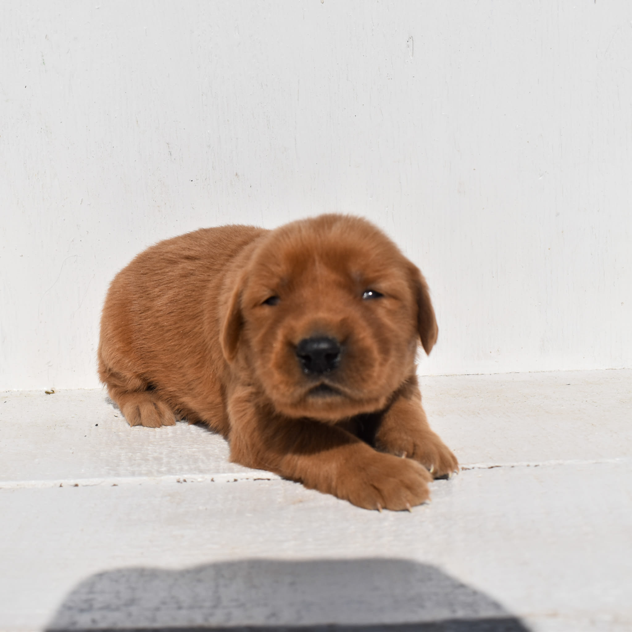 puppy