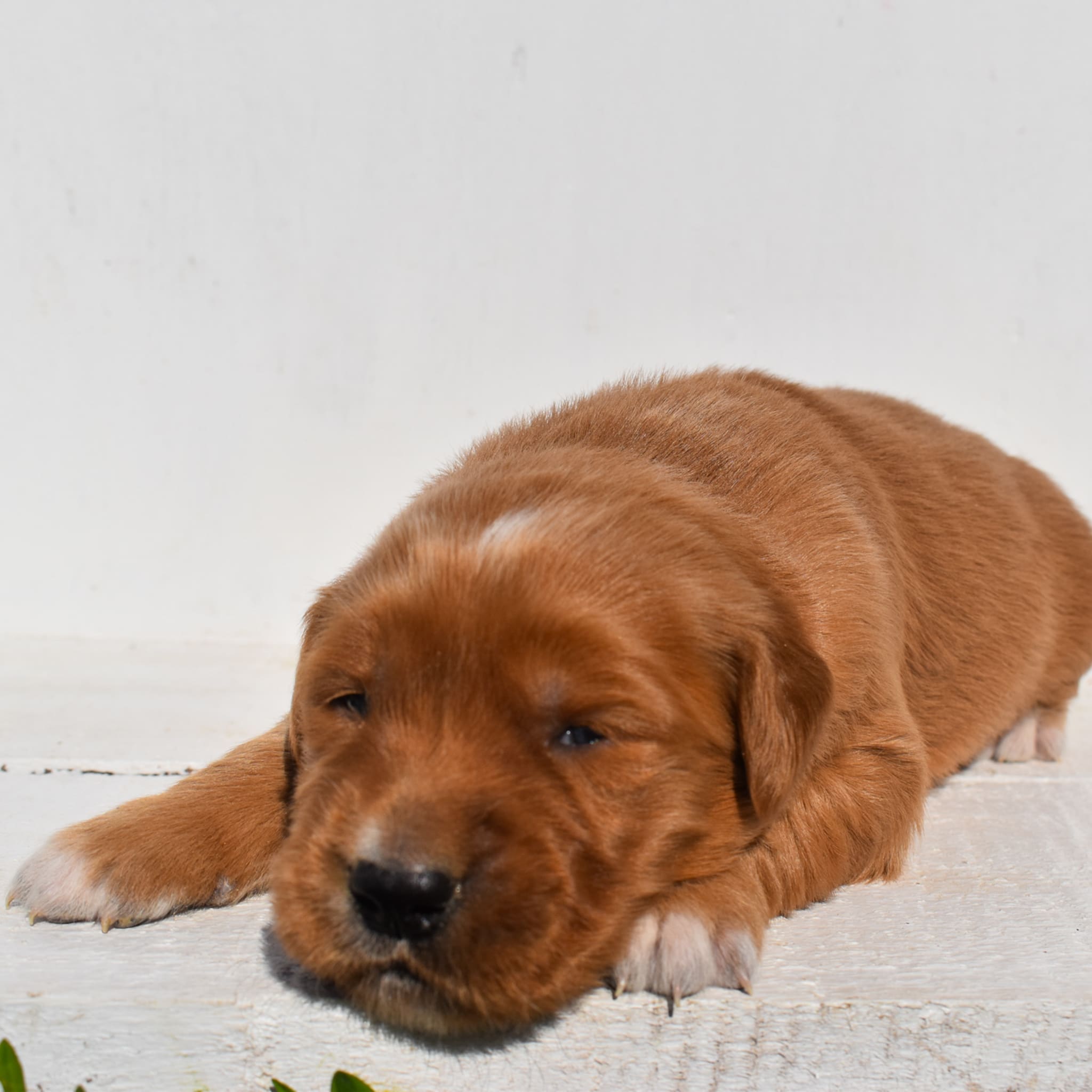 puppy