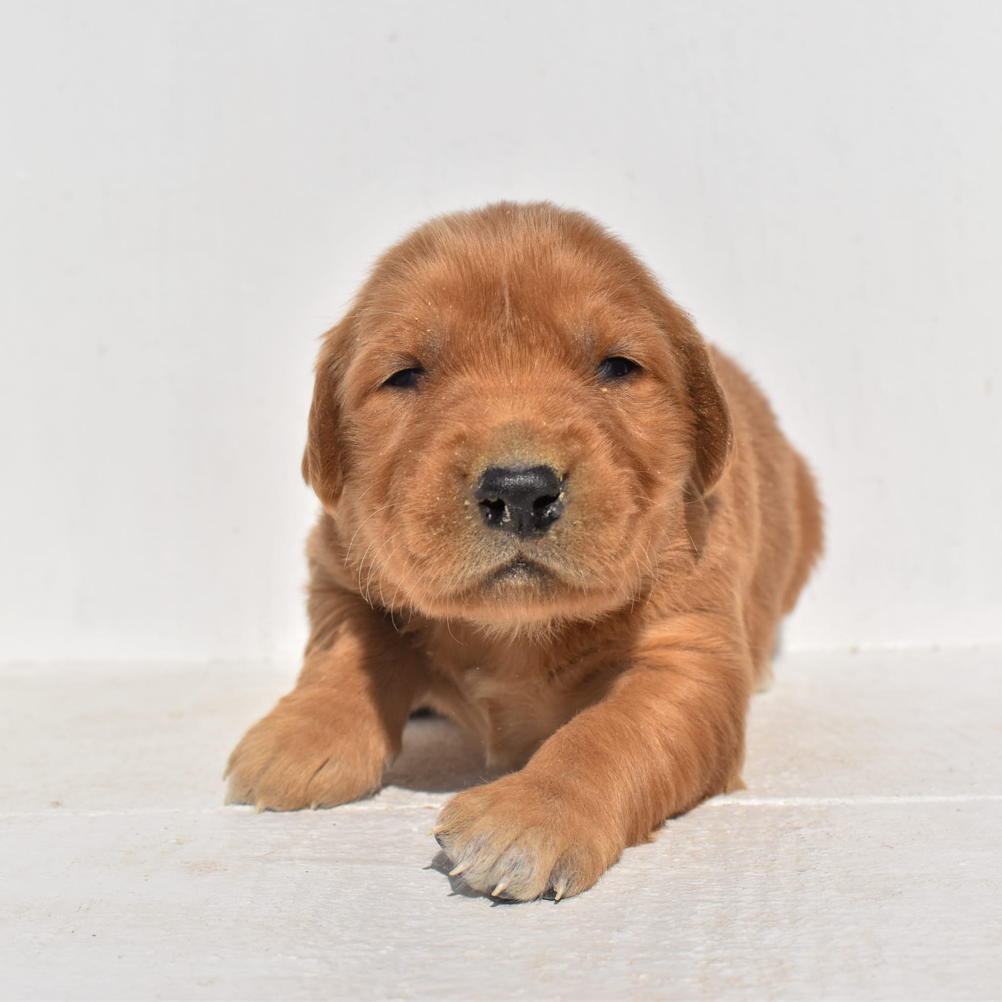puppy