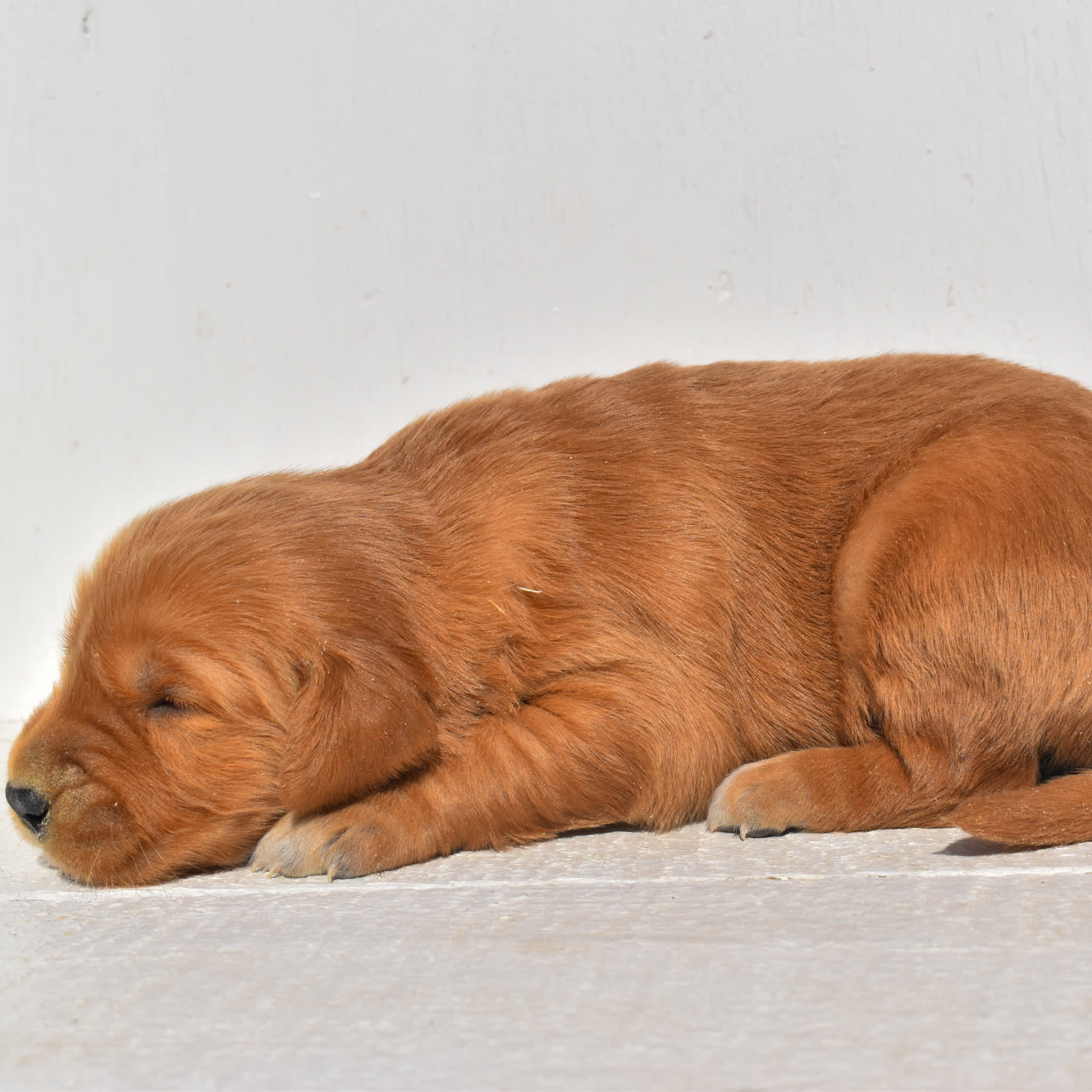 puppy