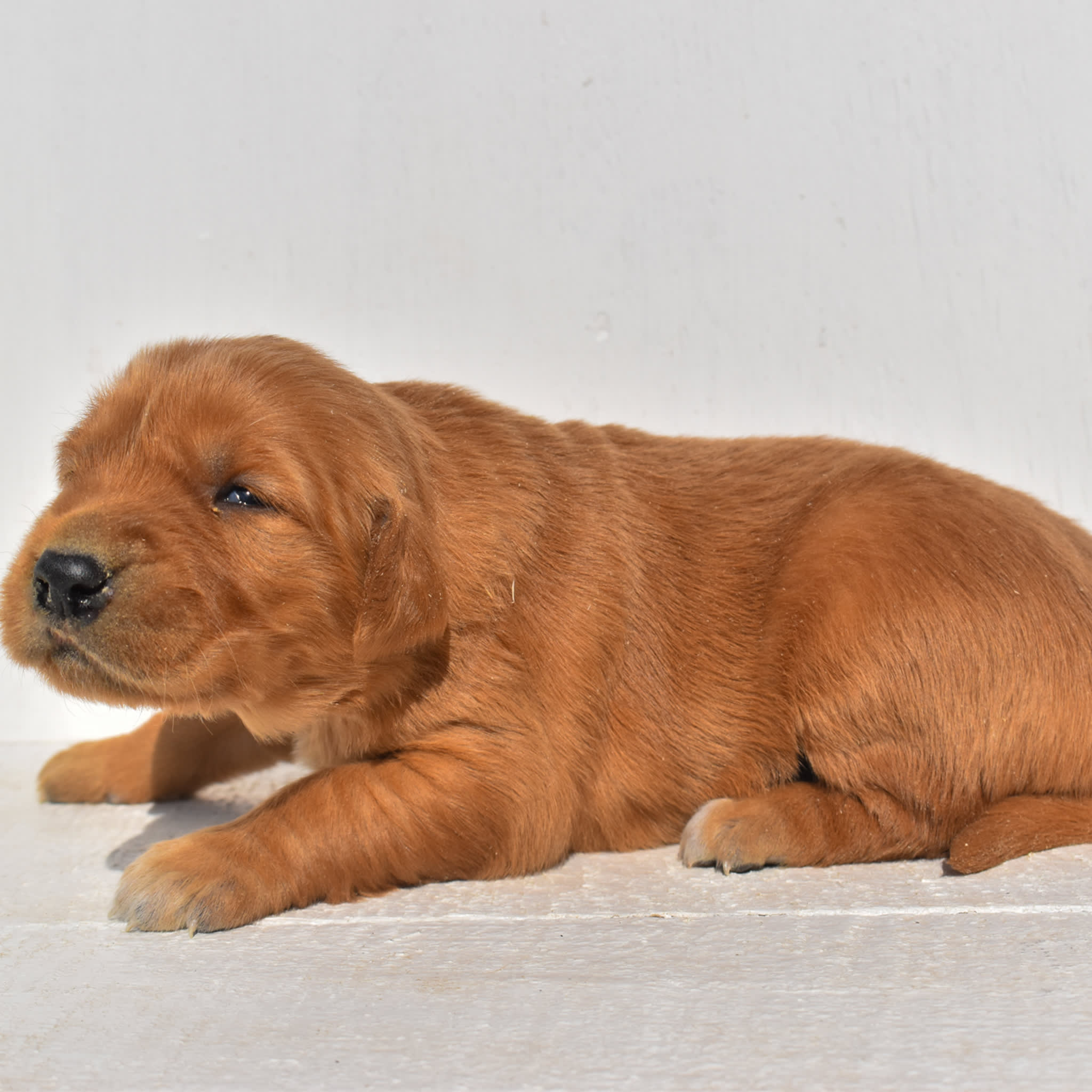 puppy