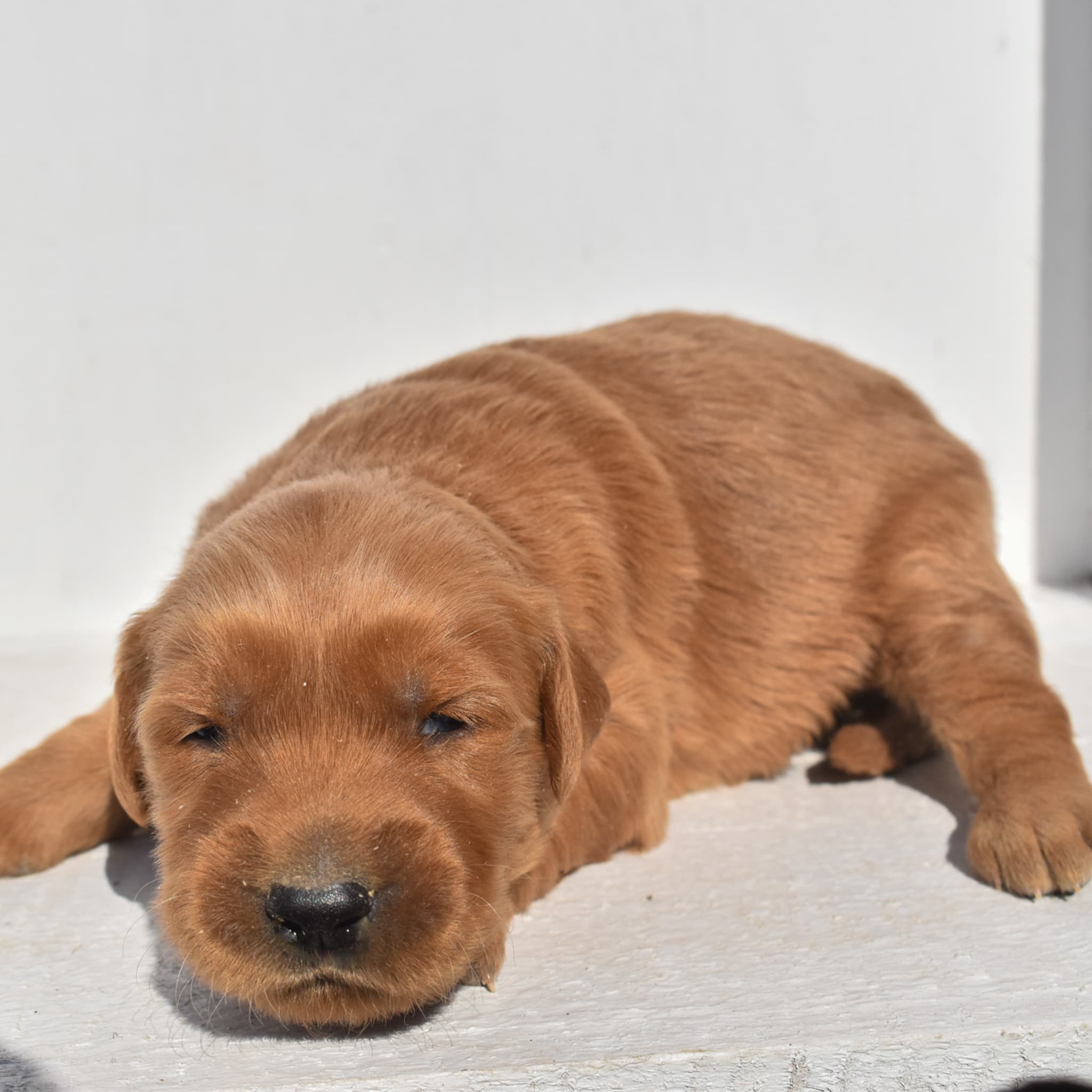 puppy