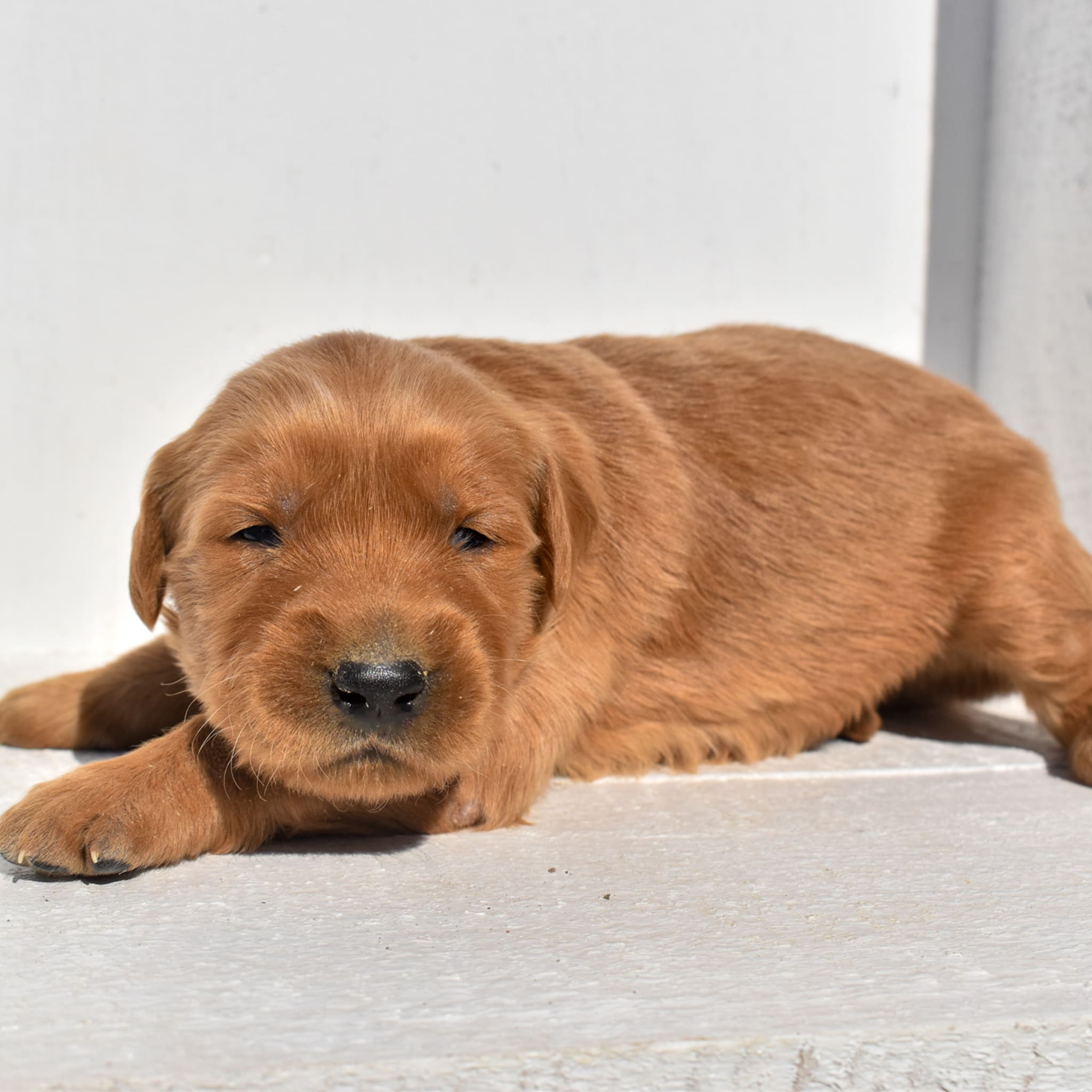 puppy