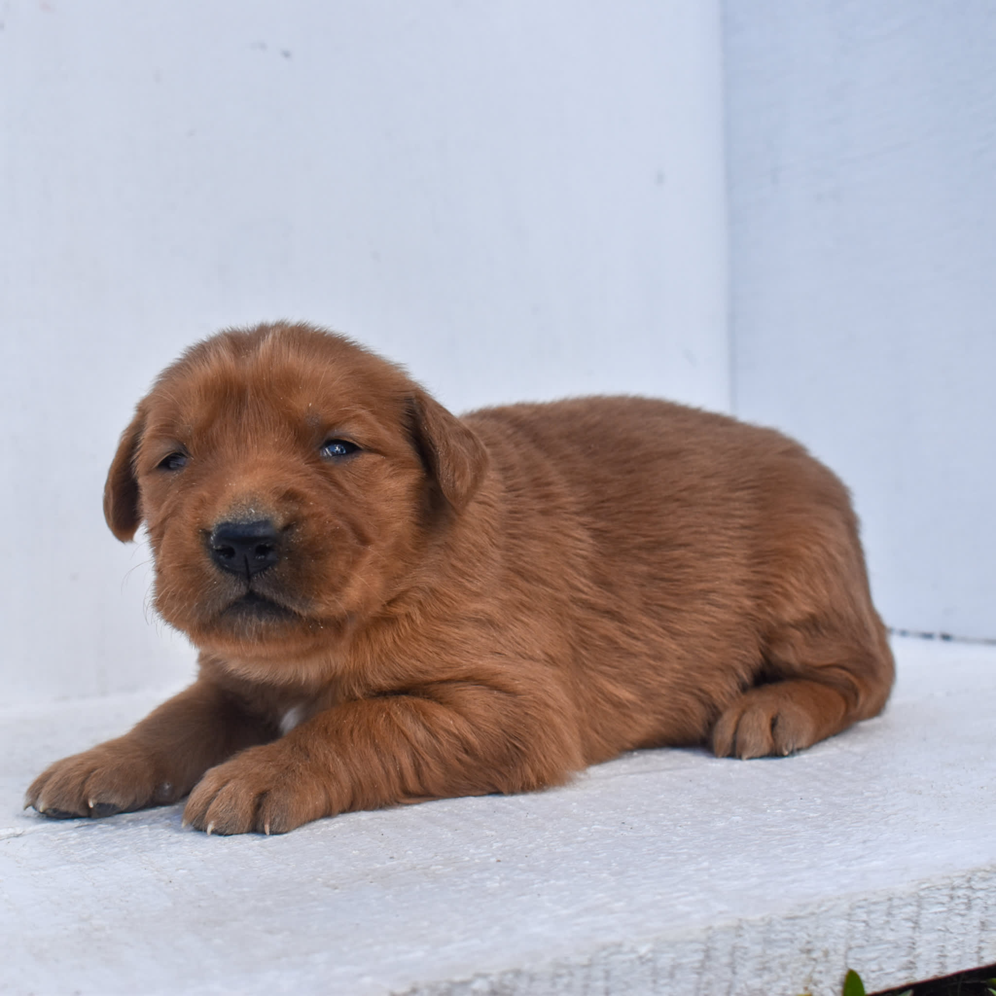 puppy