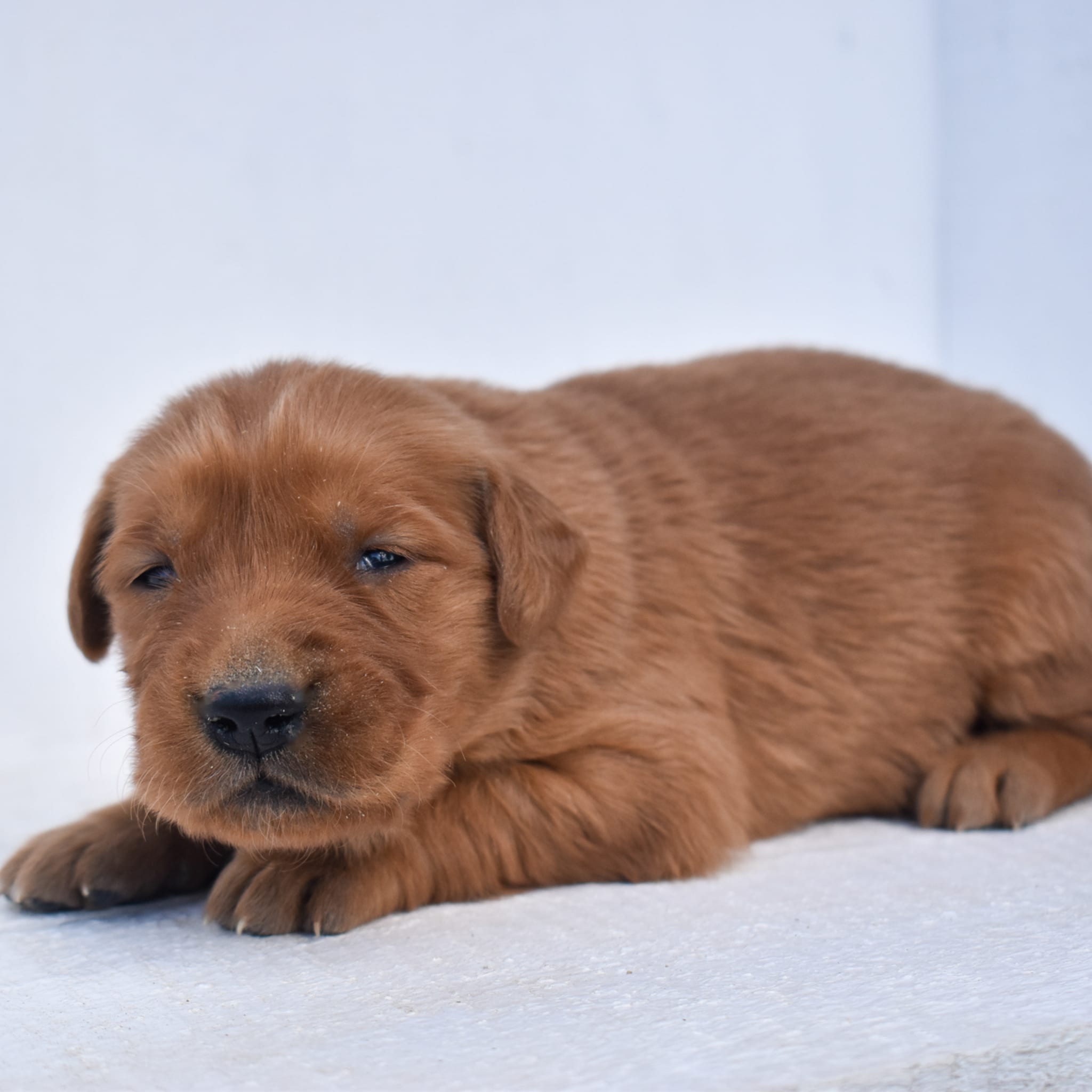puppy