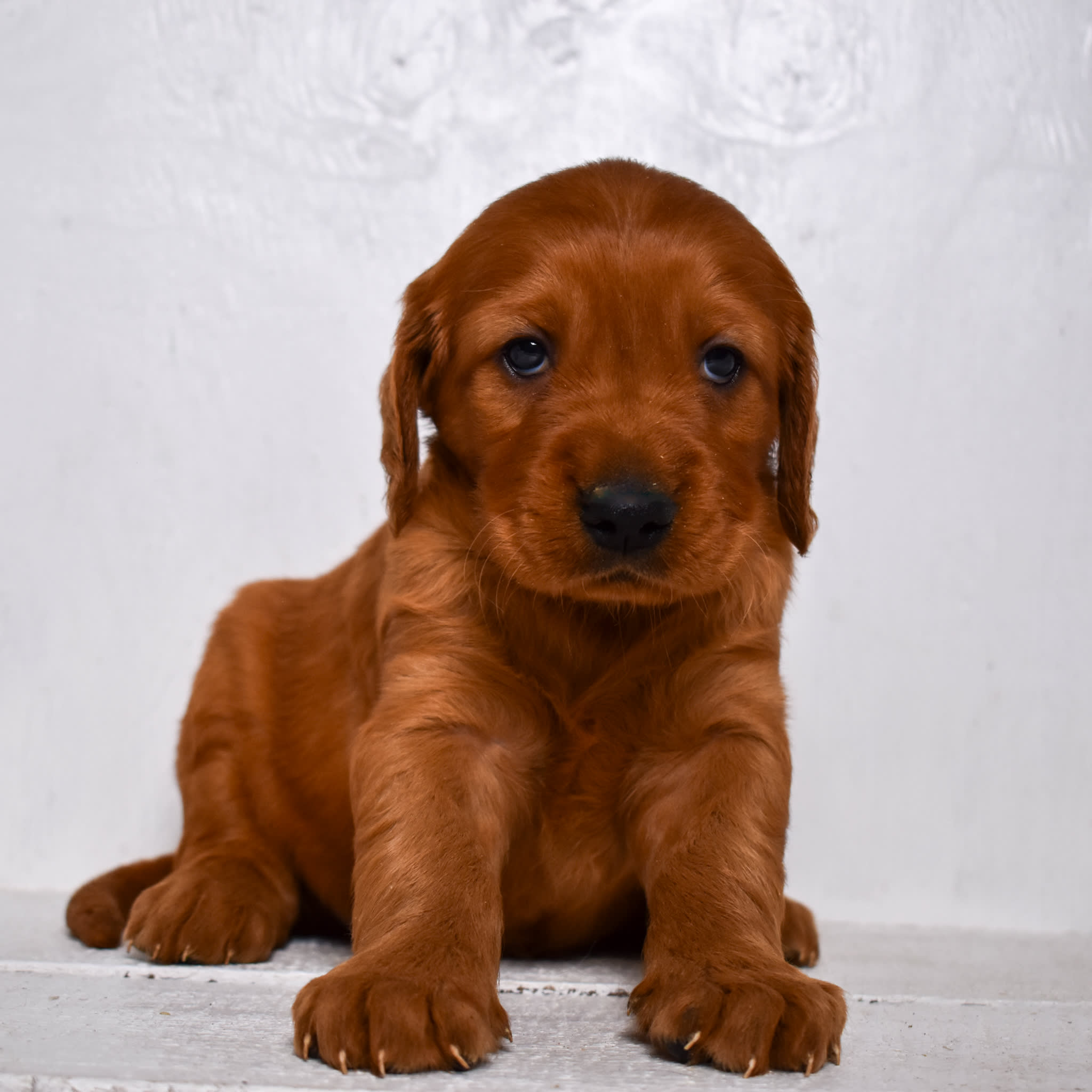 puppy
