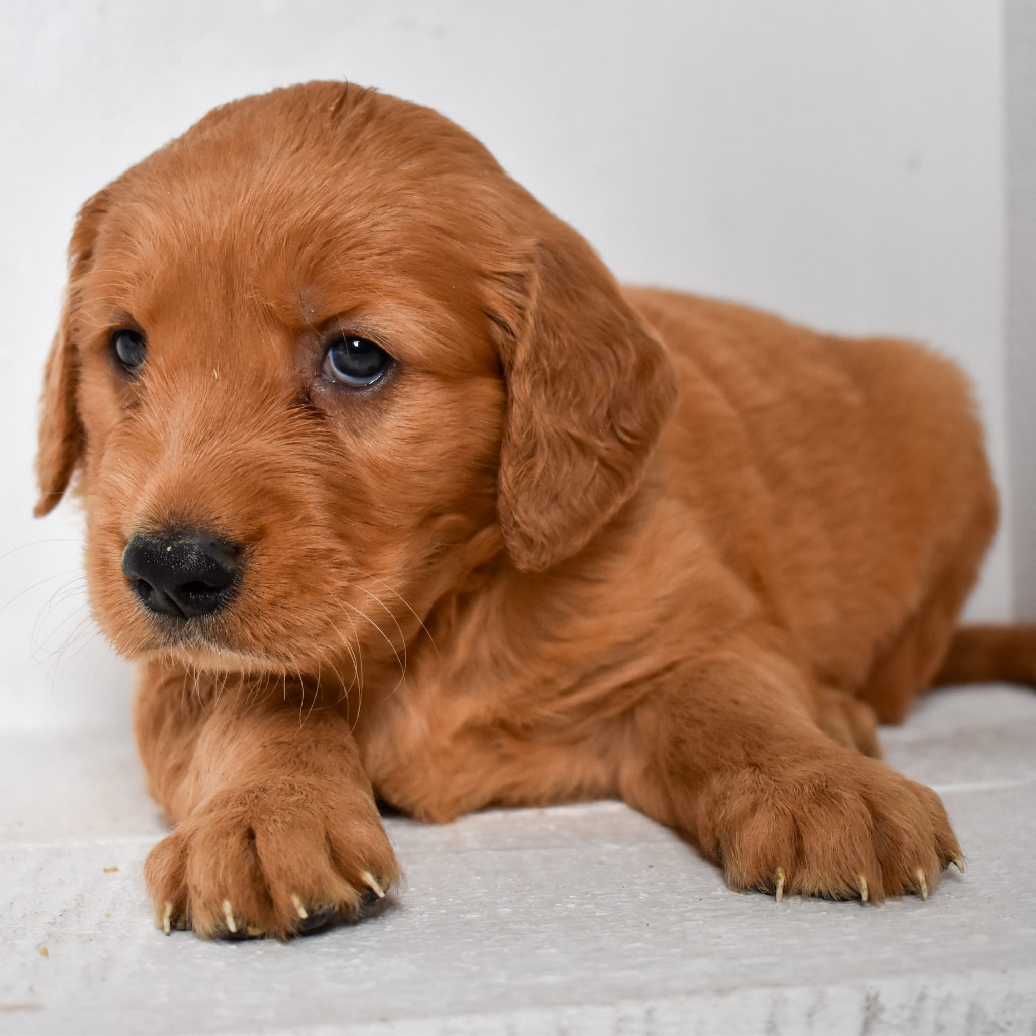 puppy