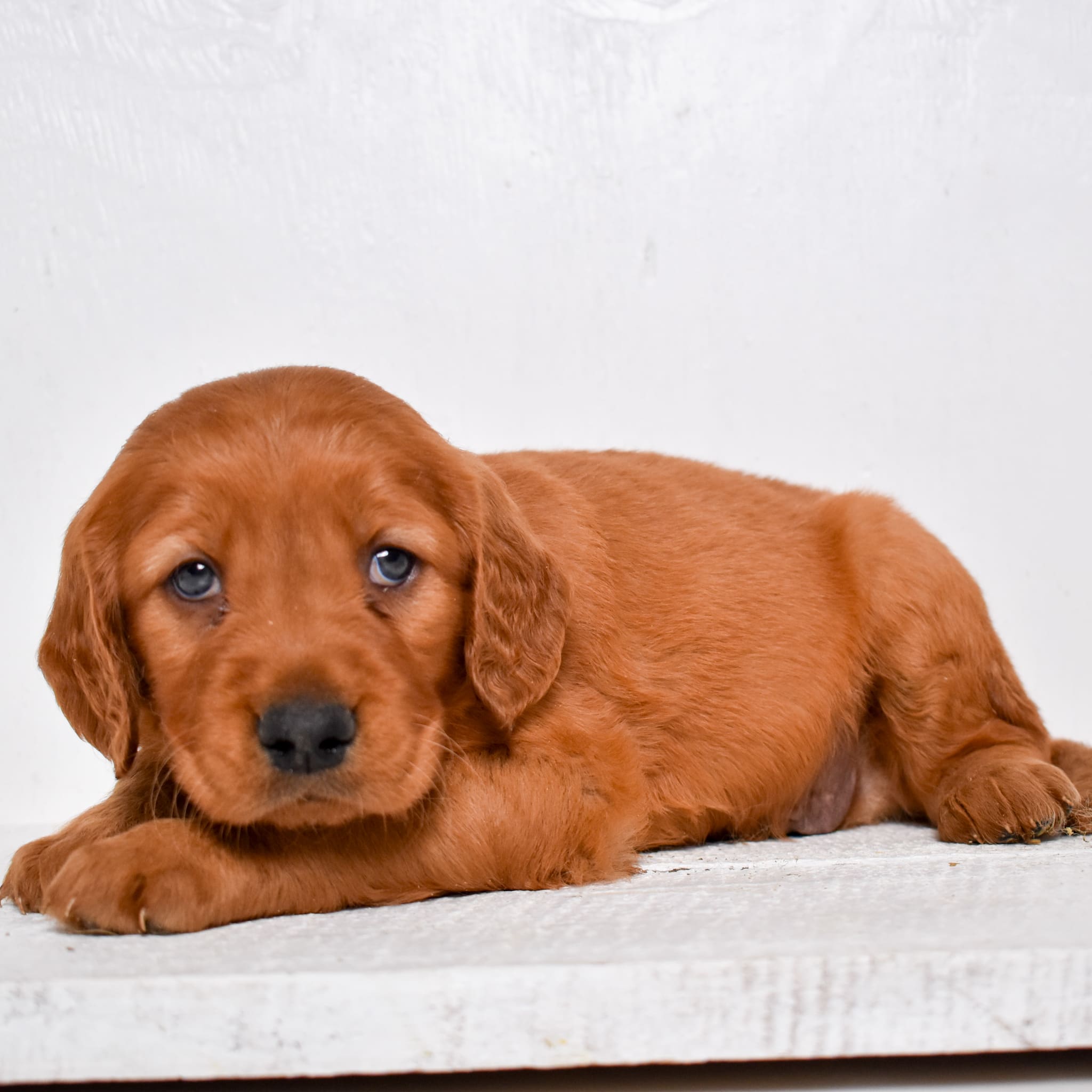 puppy