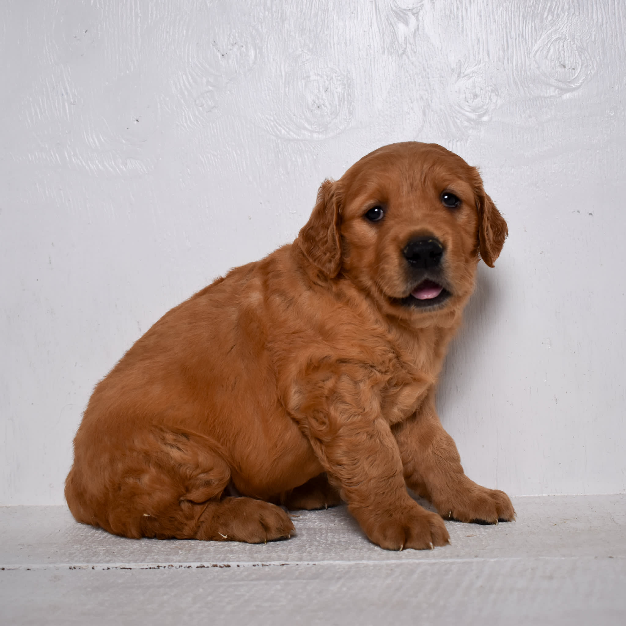 puppy