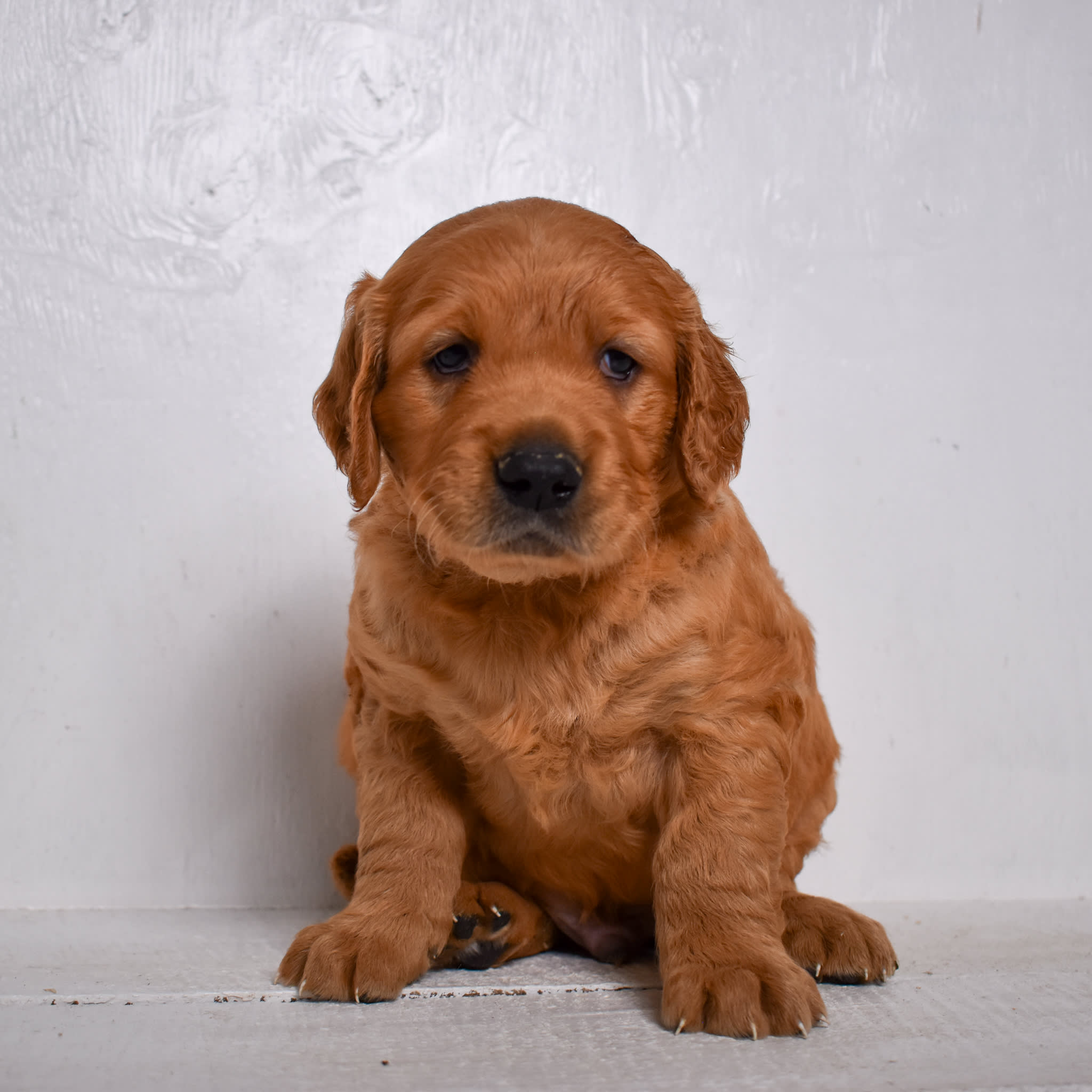 puppy