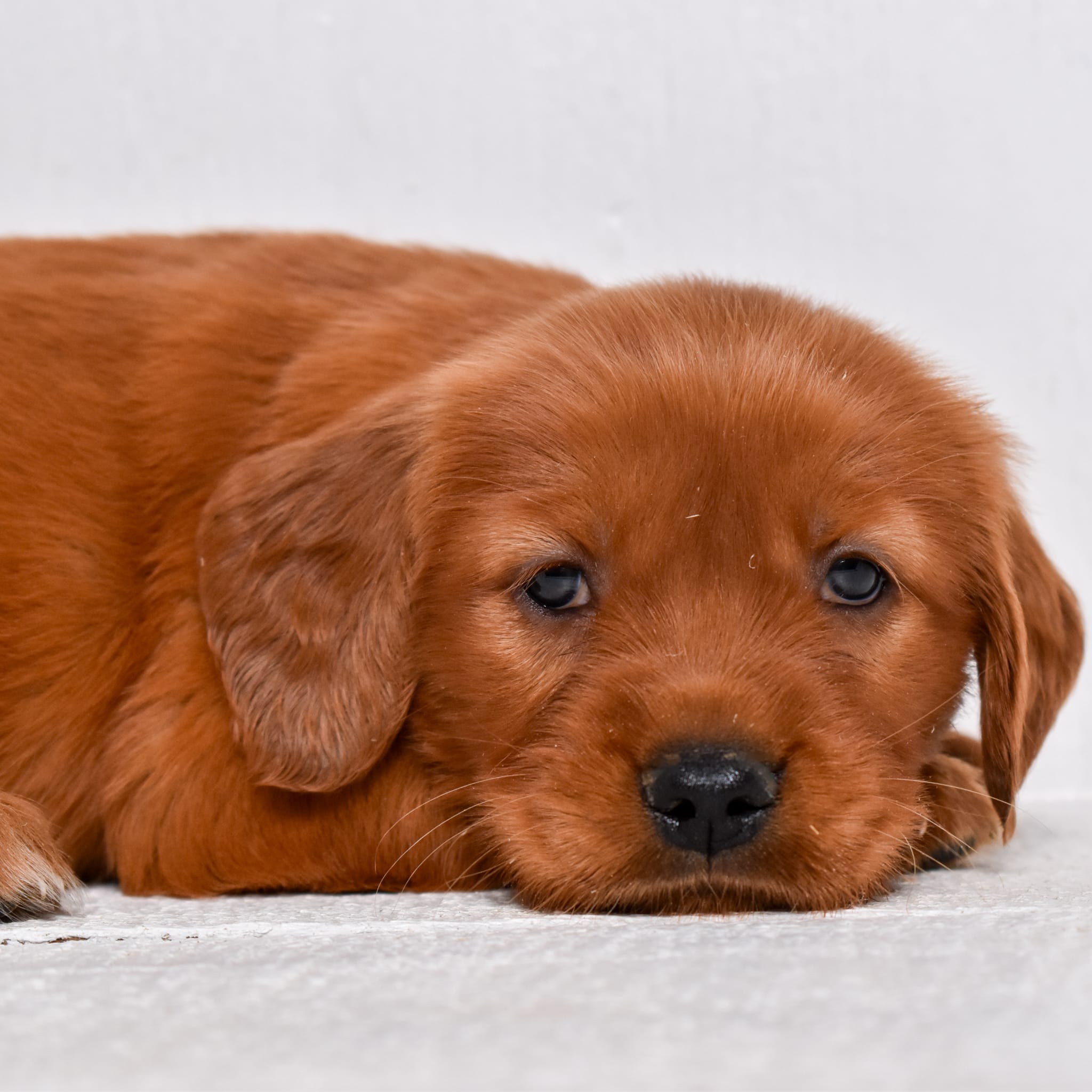 puppy