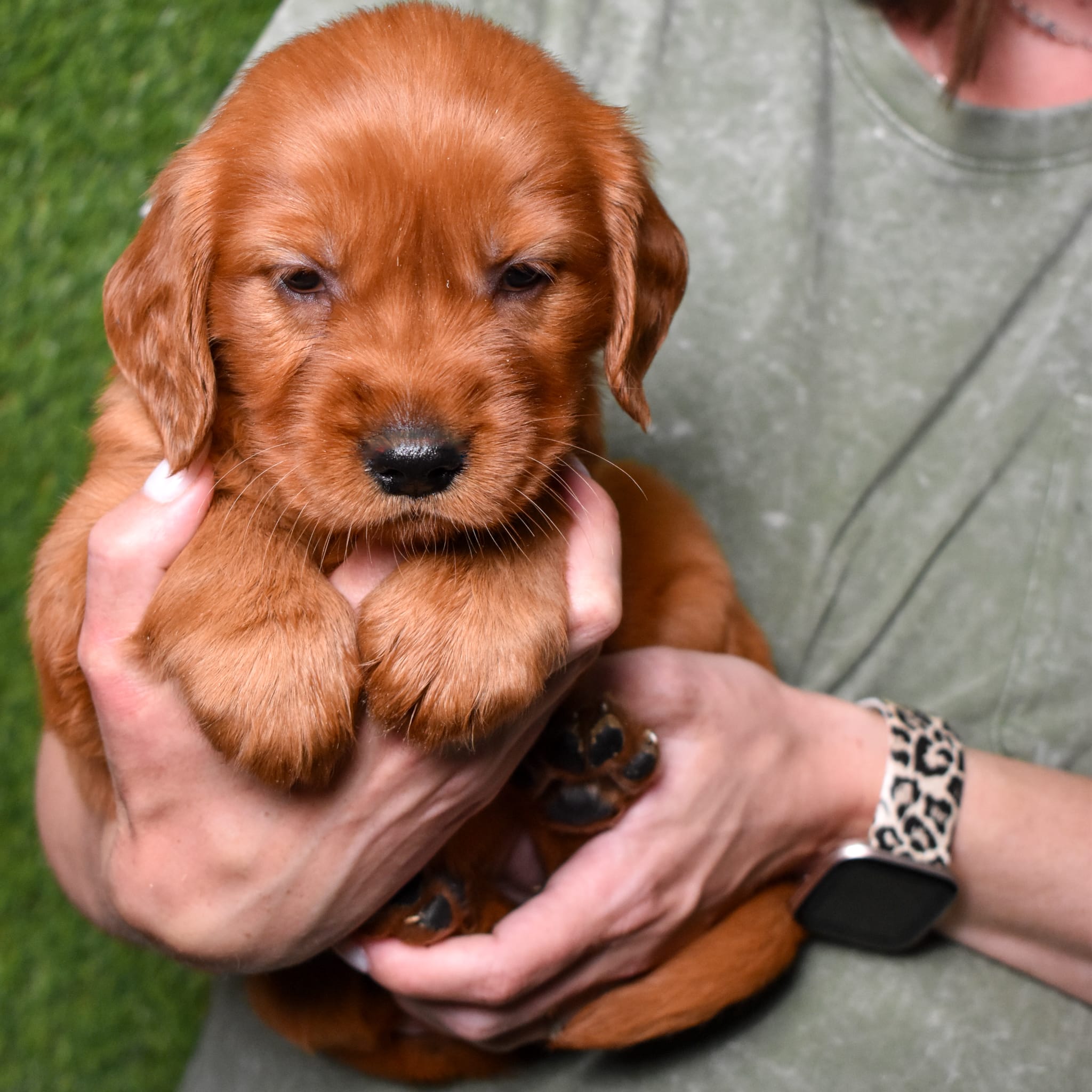 puppy