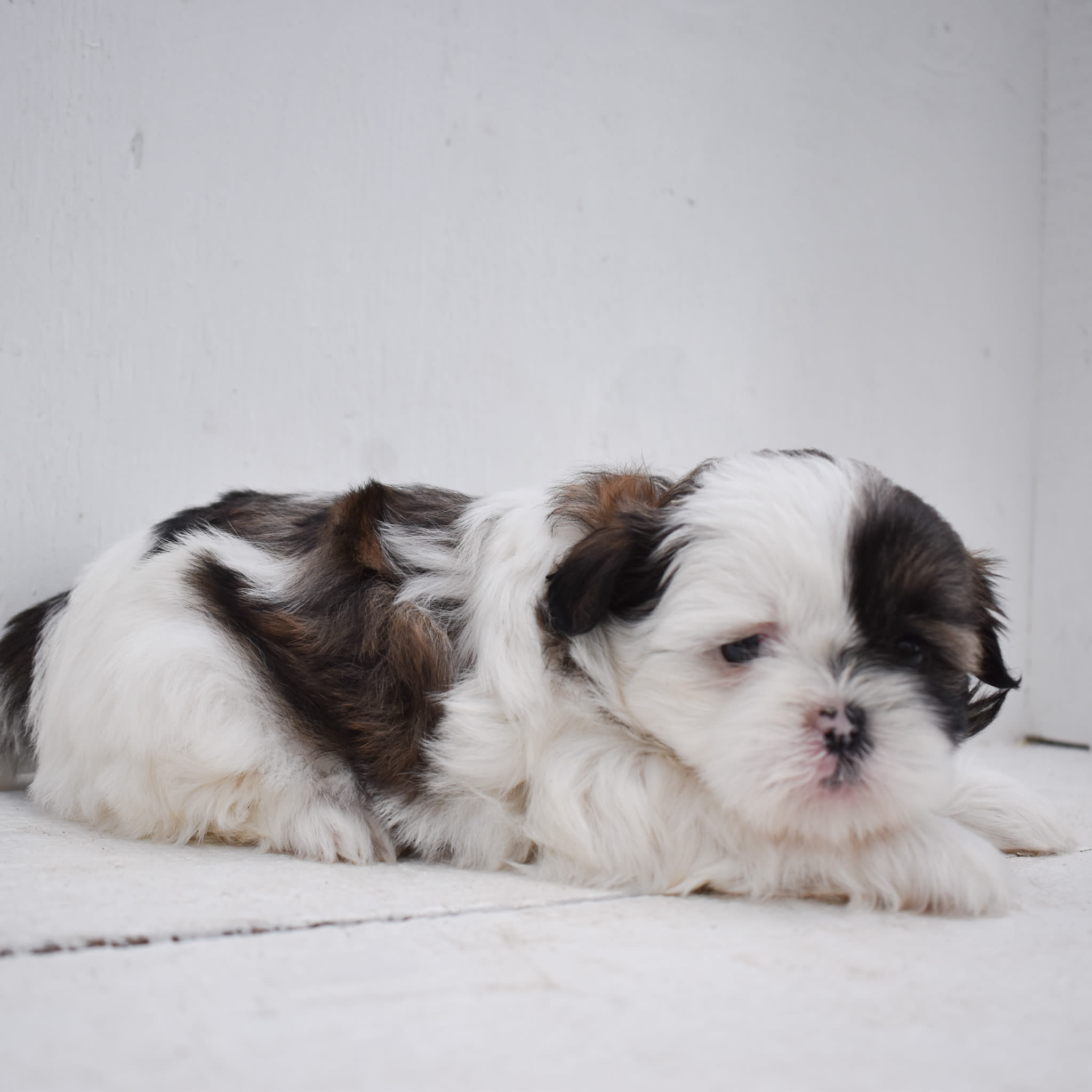 puppy