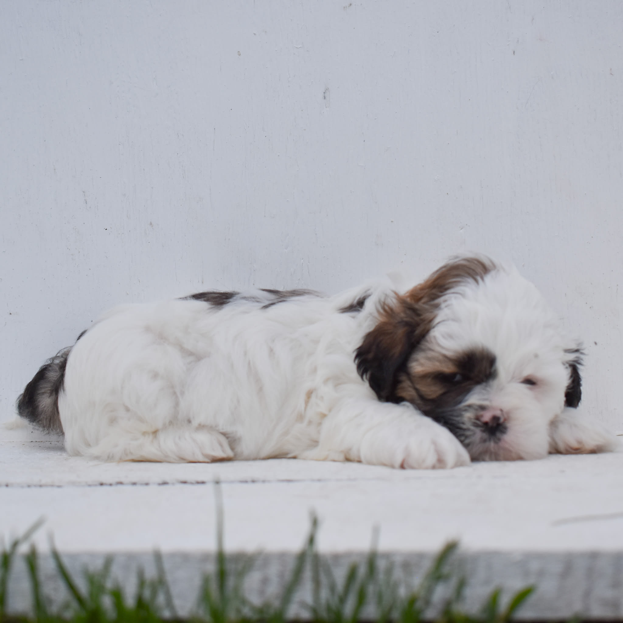 puppy