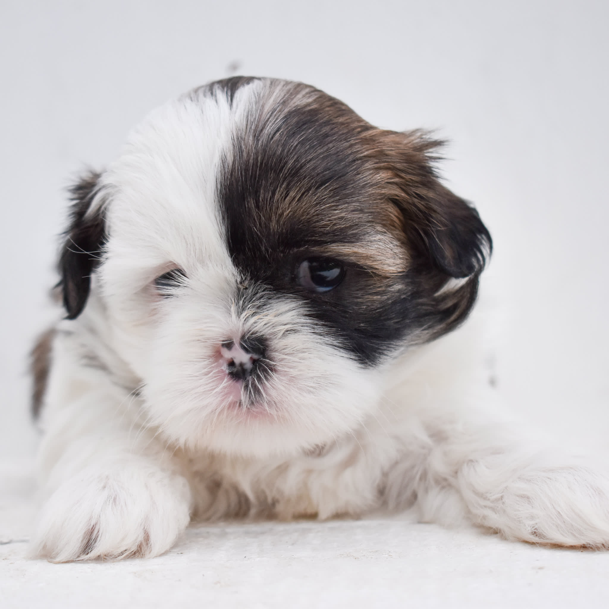 puppy