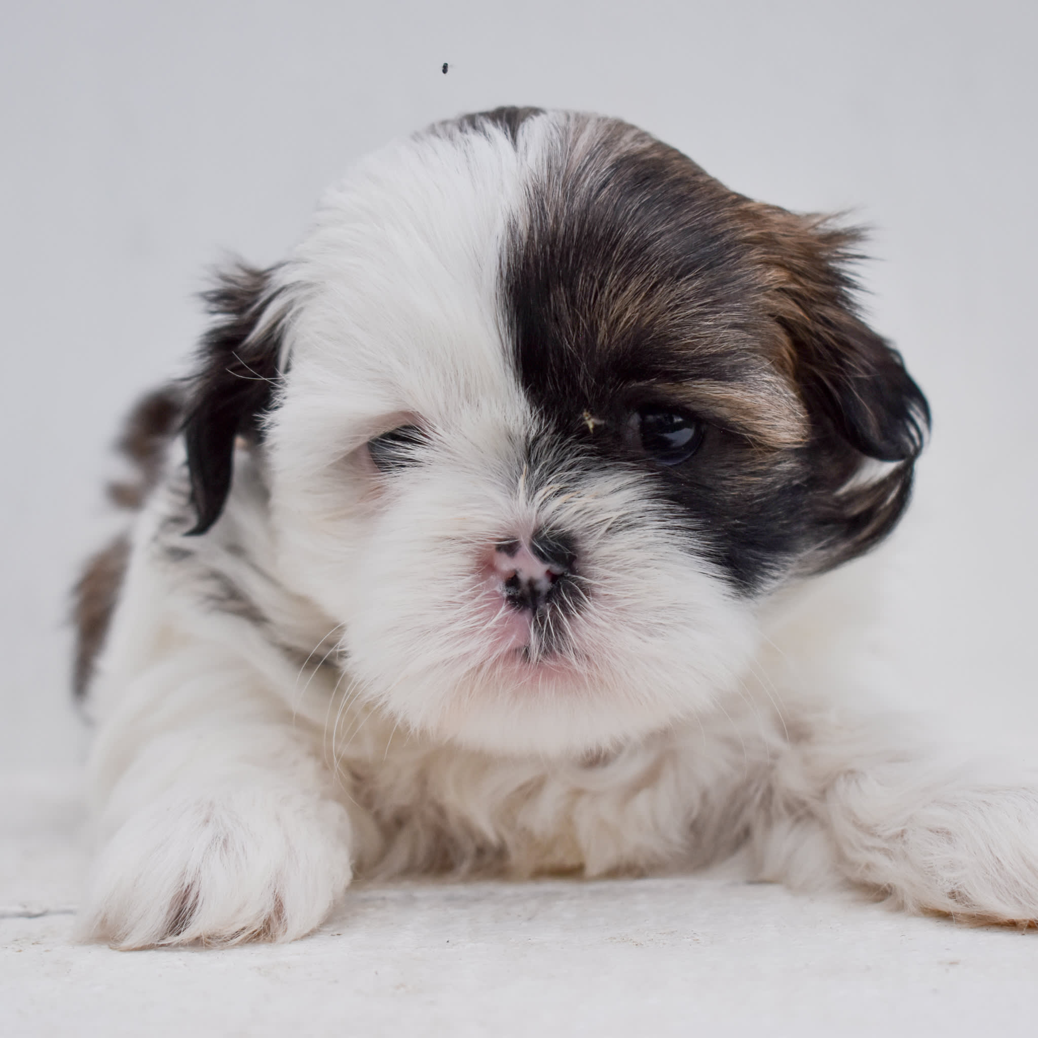puppy