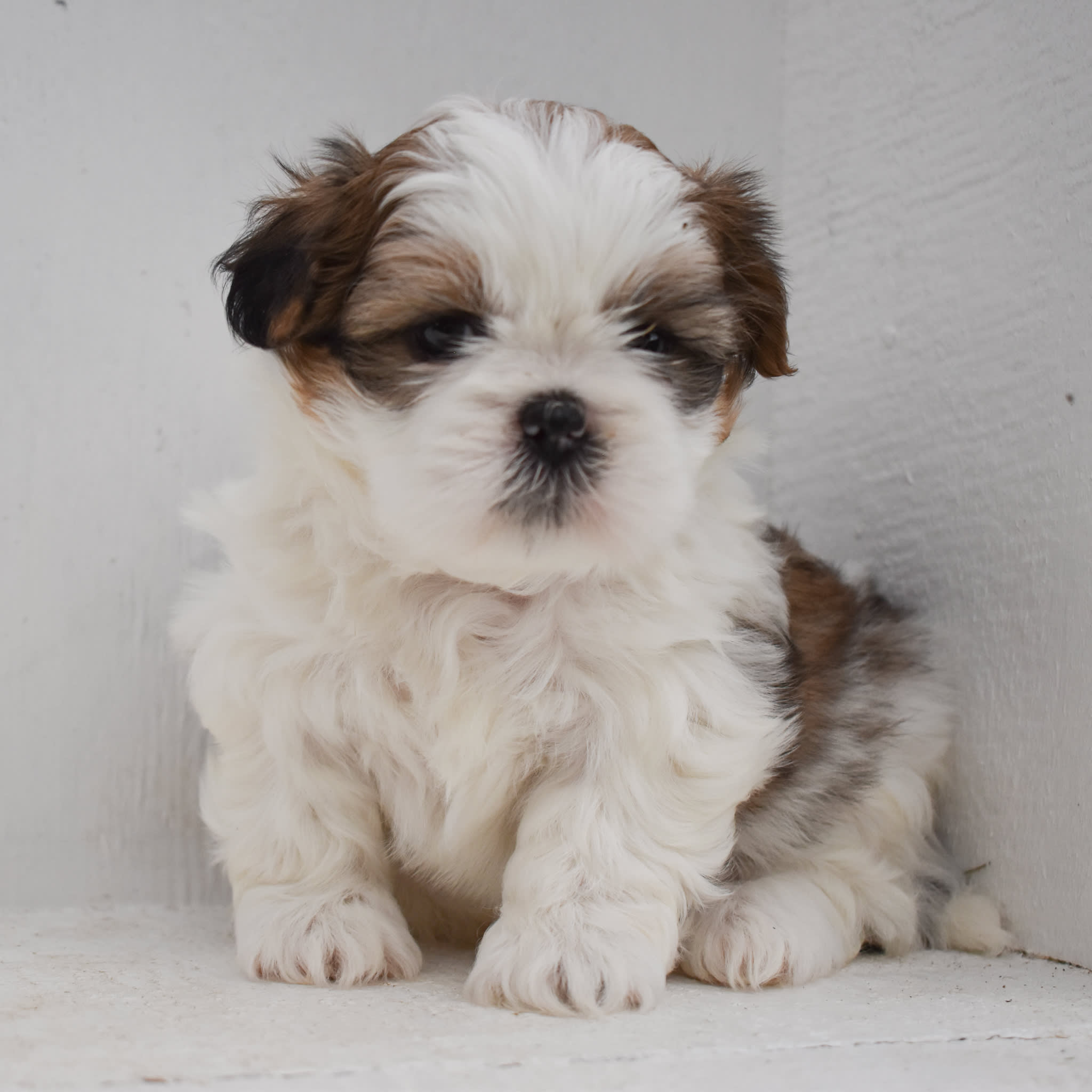 puppy
